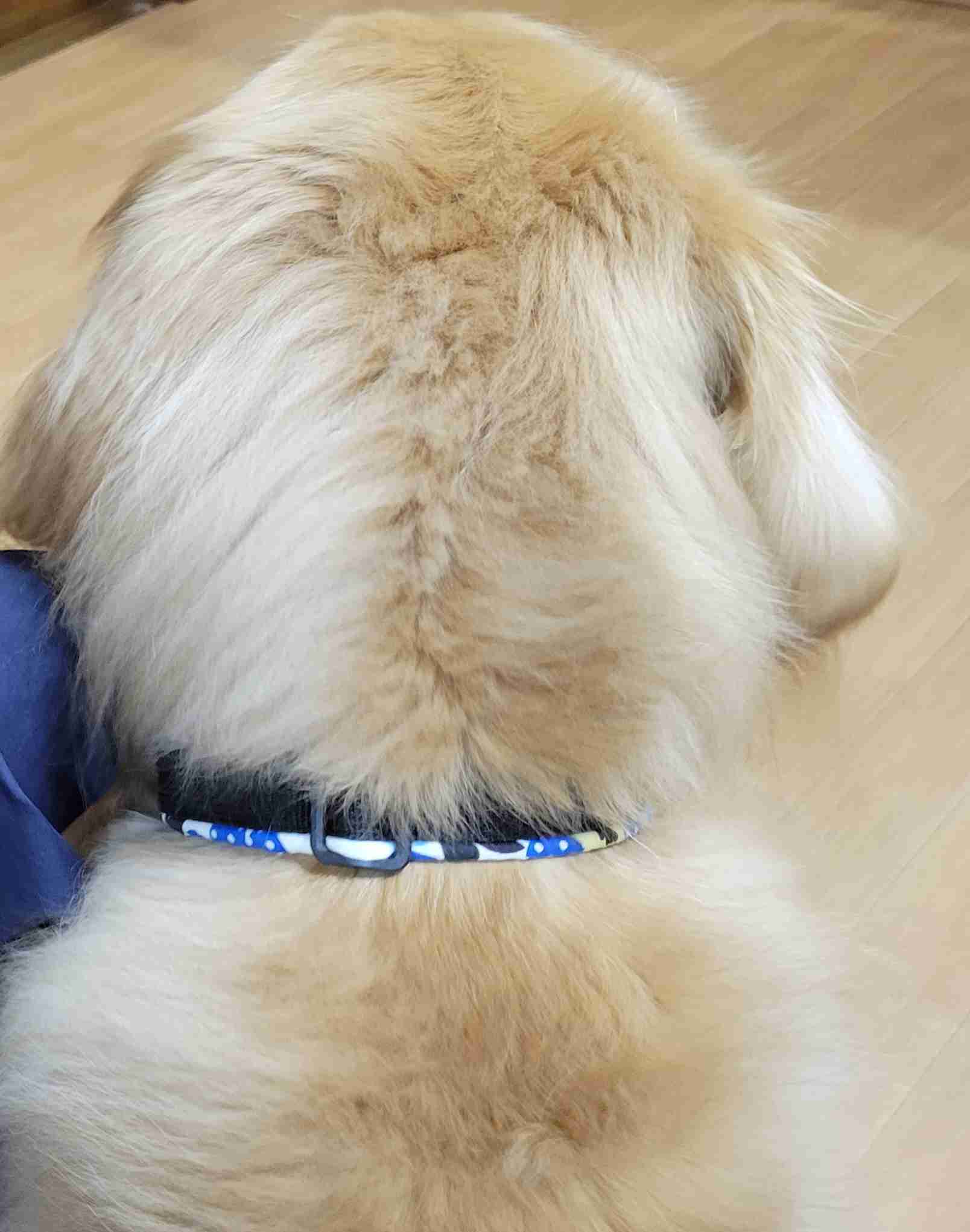 ゴールデンレトリバーの画像が集まるトピ