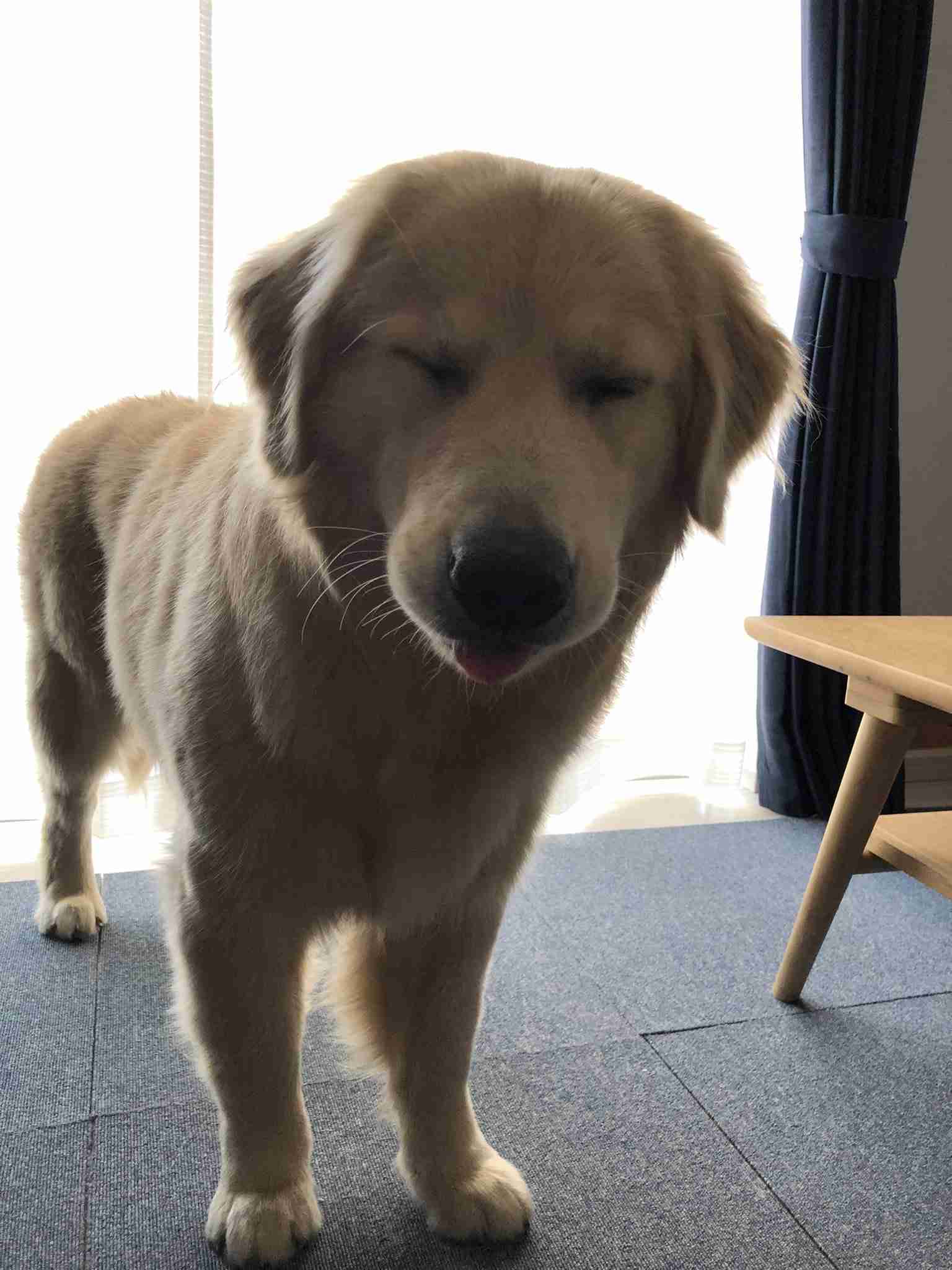 ゴールデンレトリバーの画像が集まるトピ