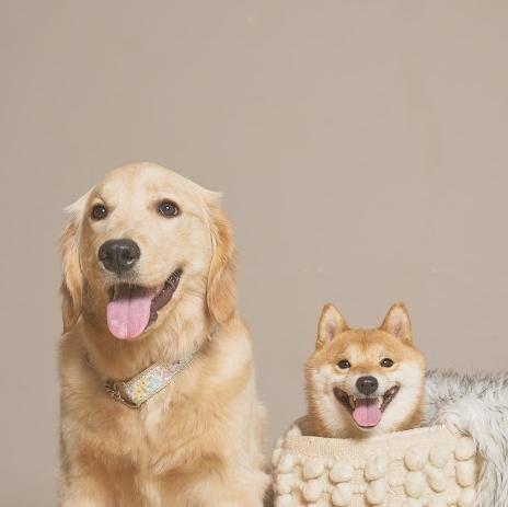 ゴールデンレトリバーの画像が集まるトピ