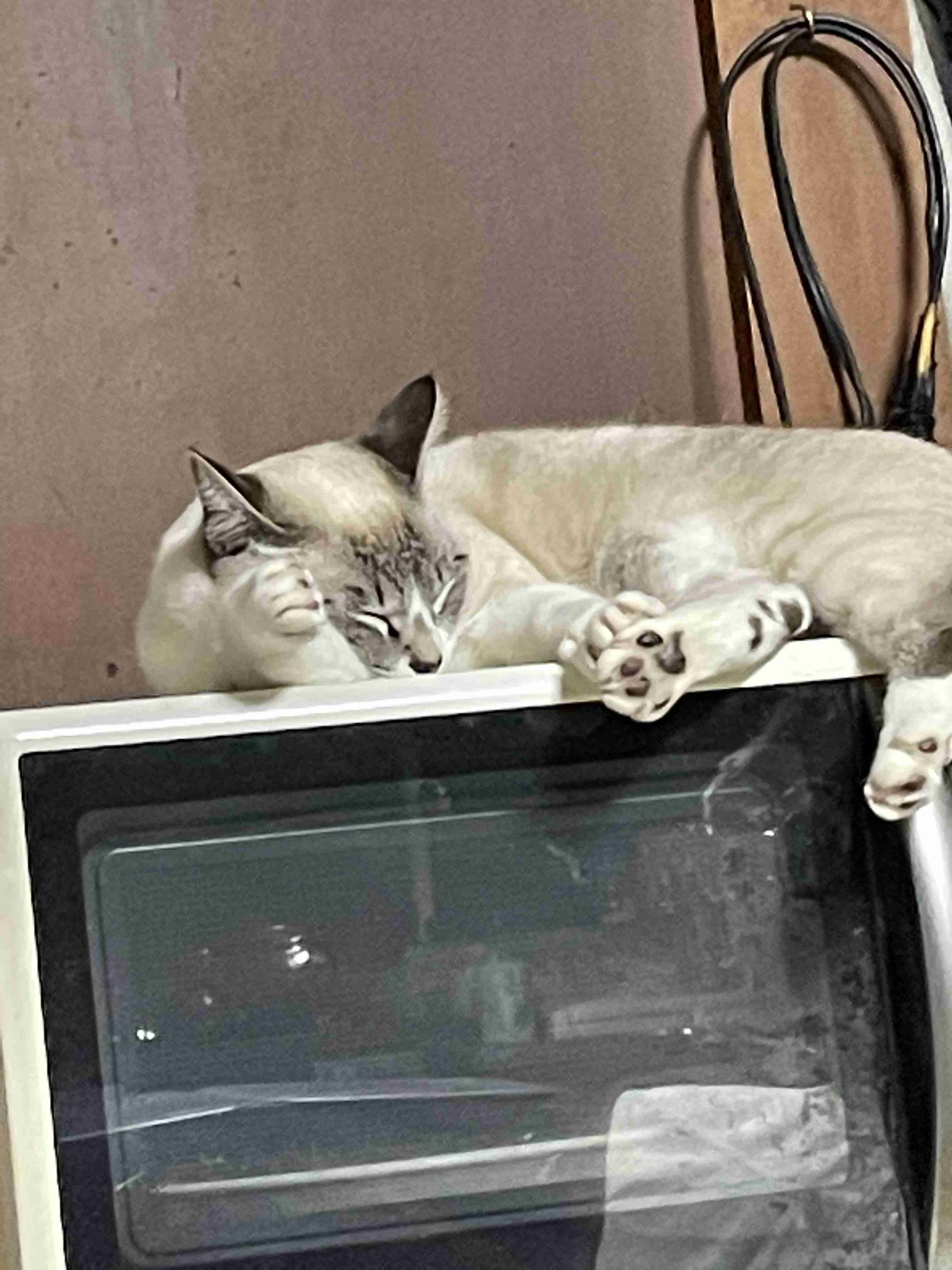 がるちゃん猫カフェ87号店開店しました♫(初めての方も大歓迎♫)