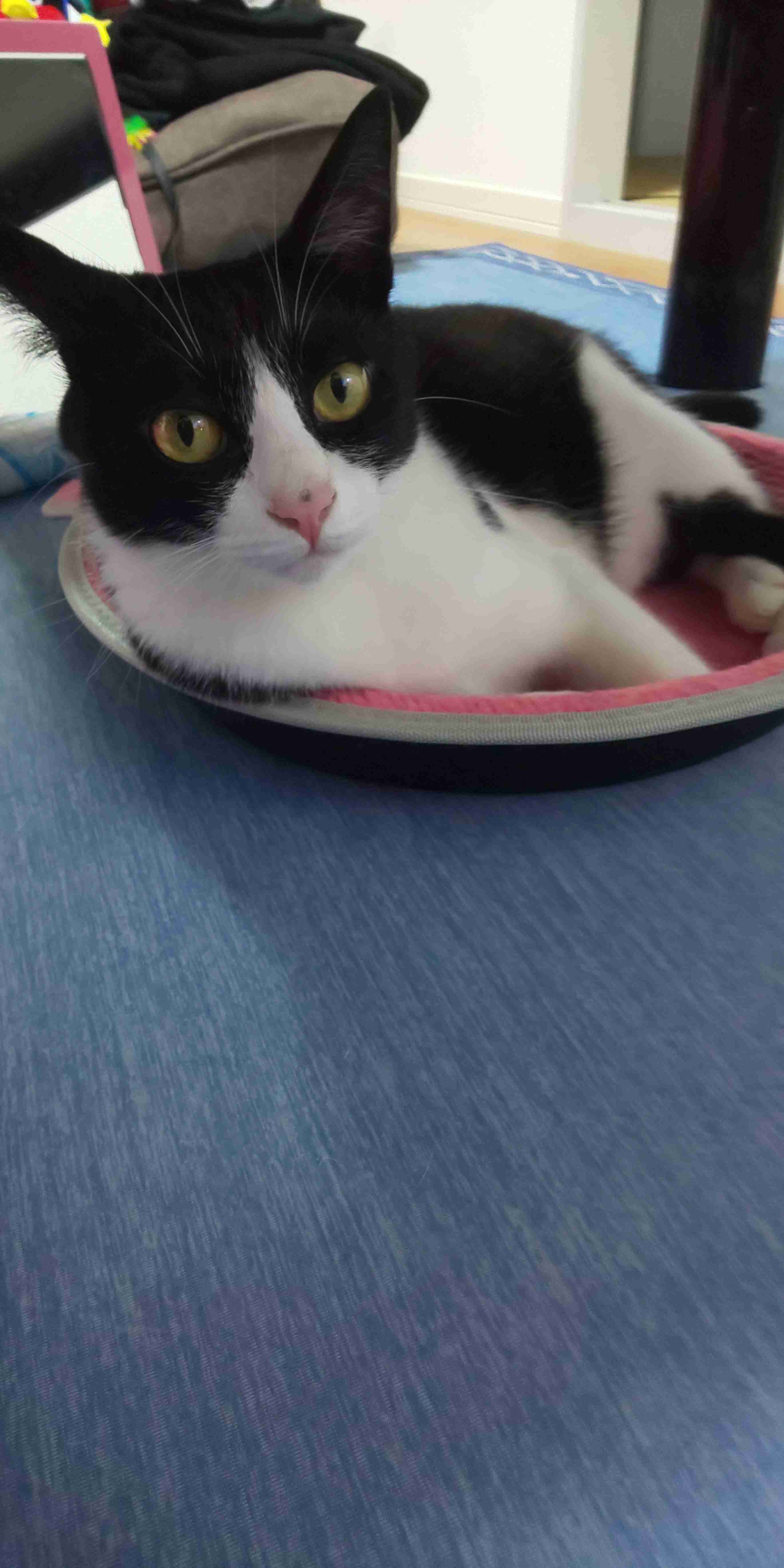 がるちゃん猫カフェ87号店開店しました♫(初めての方も大歓迎♫)