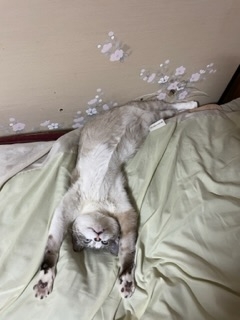 がるちゃん猫カフェ87号店開店しました♫(初めての方も大歓迎♫)