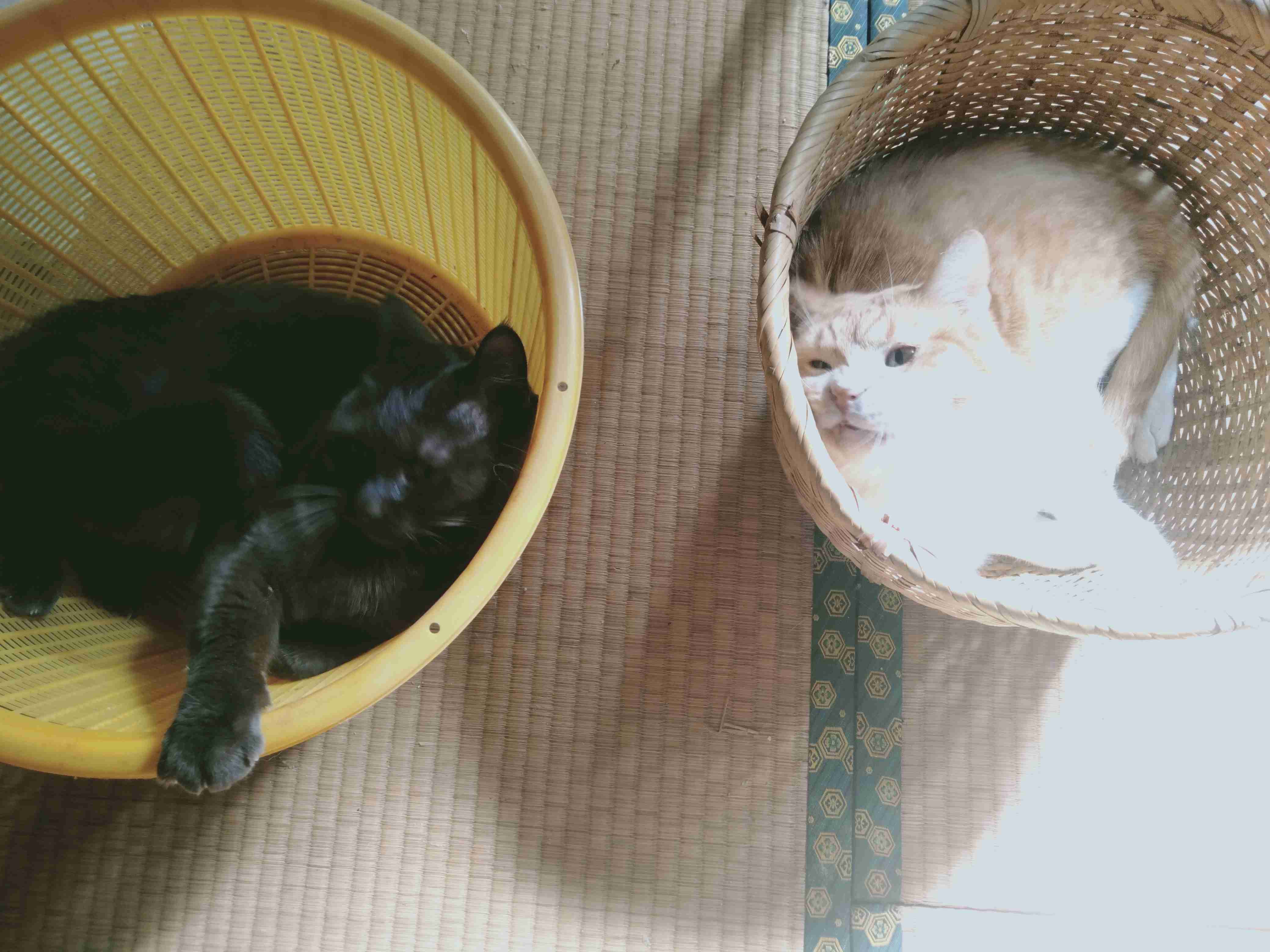 がるちゃん猫カフェ87号店開店しました♫(初めての方も大歓迎♫)