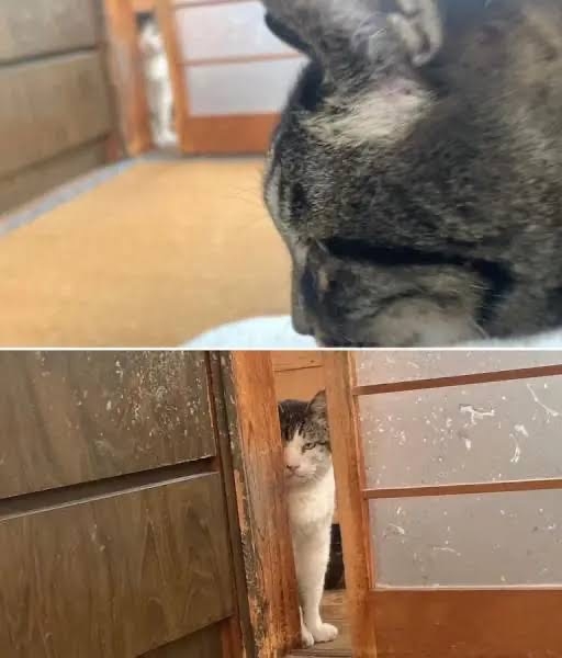 がるちゃん猫カフェ87号店開店しました♫(初めての方も大歓迎♫)