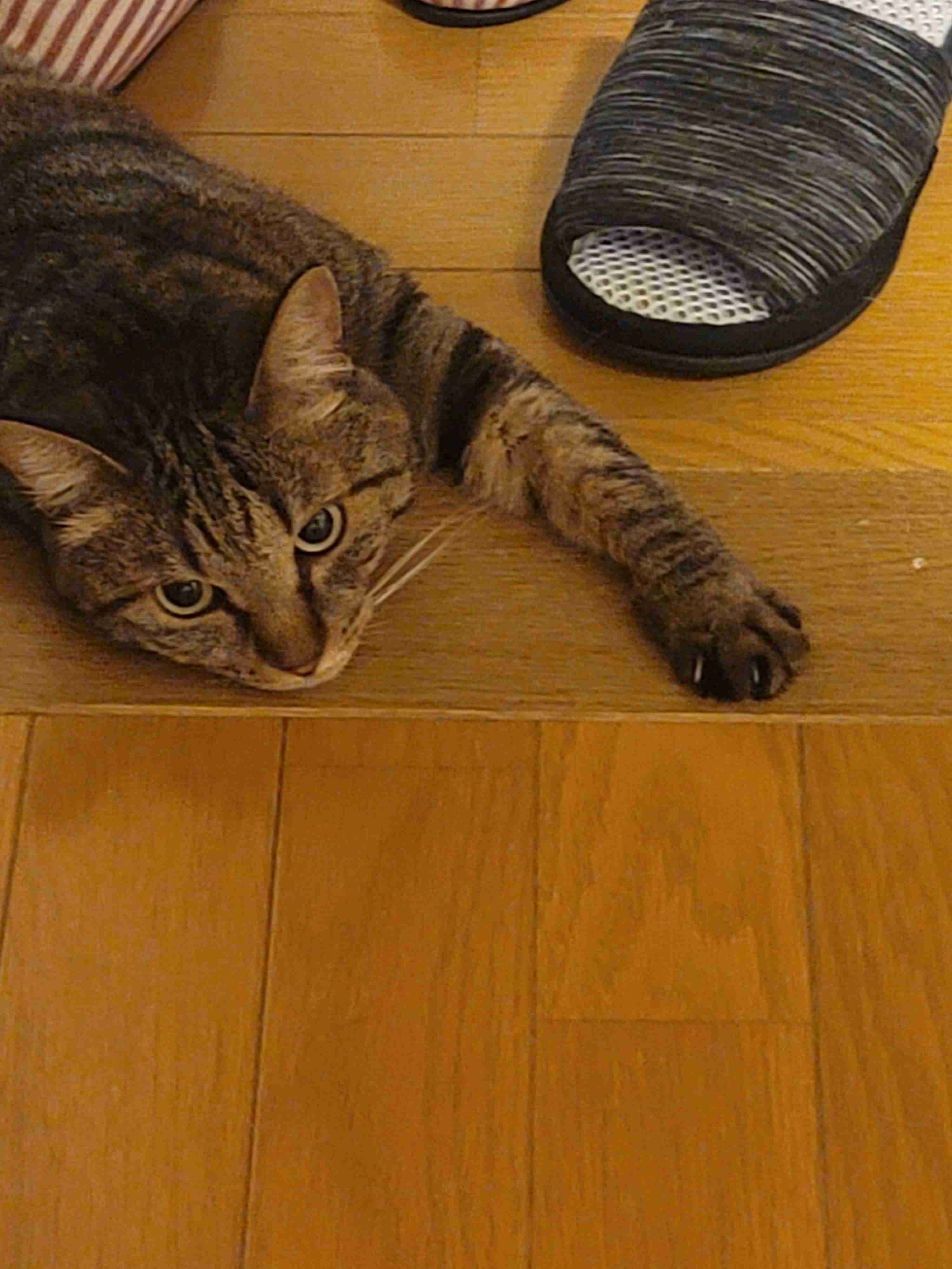 がるちゃん猫カフェ87号店開店しました♫(初めての方も大歓迎♫)