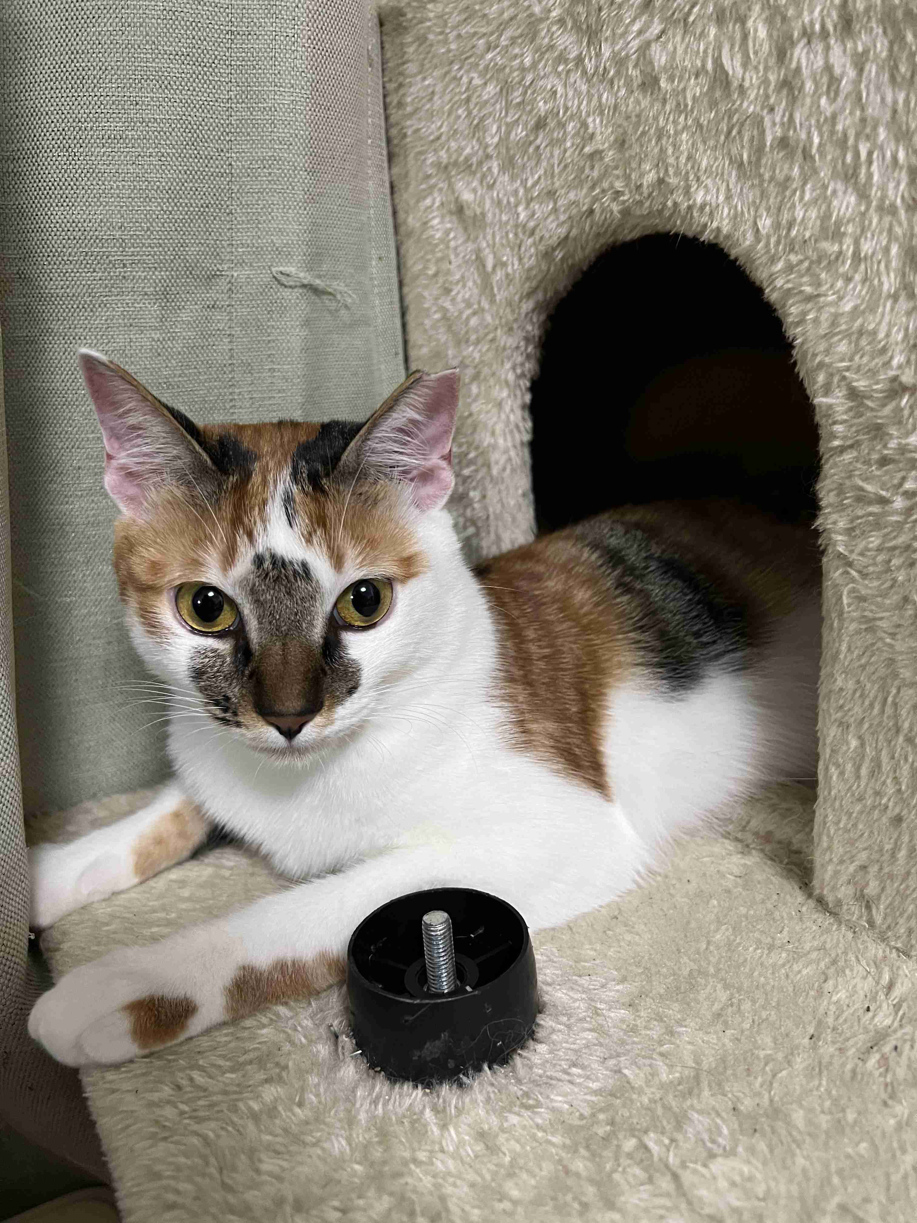 がるちゃん猫カフェ87号店開店しました♫(初めての方も大歓迎♫)