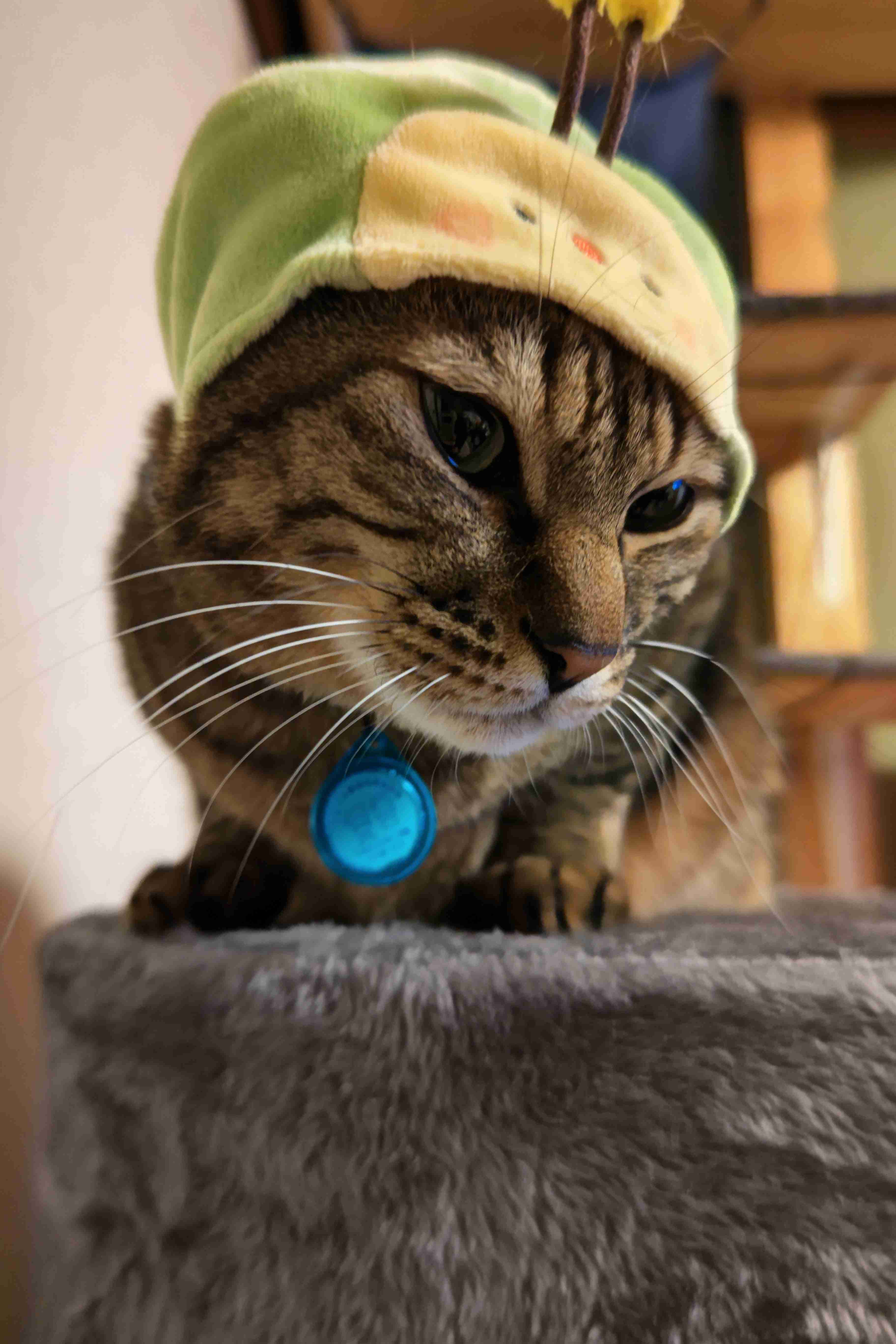 がるちゃん猫カフェ87号店開店しました♫(初めての方も大歓迎♫)