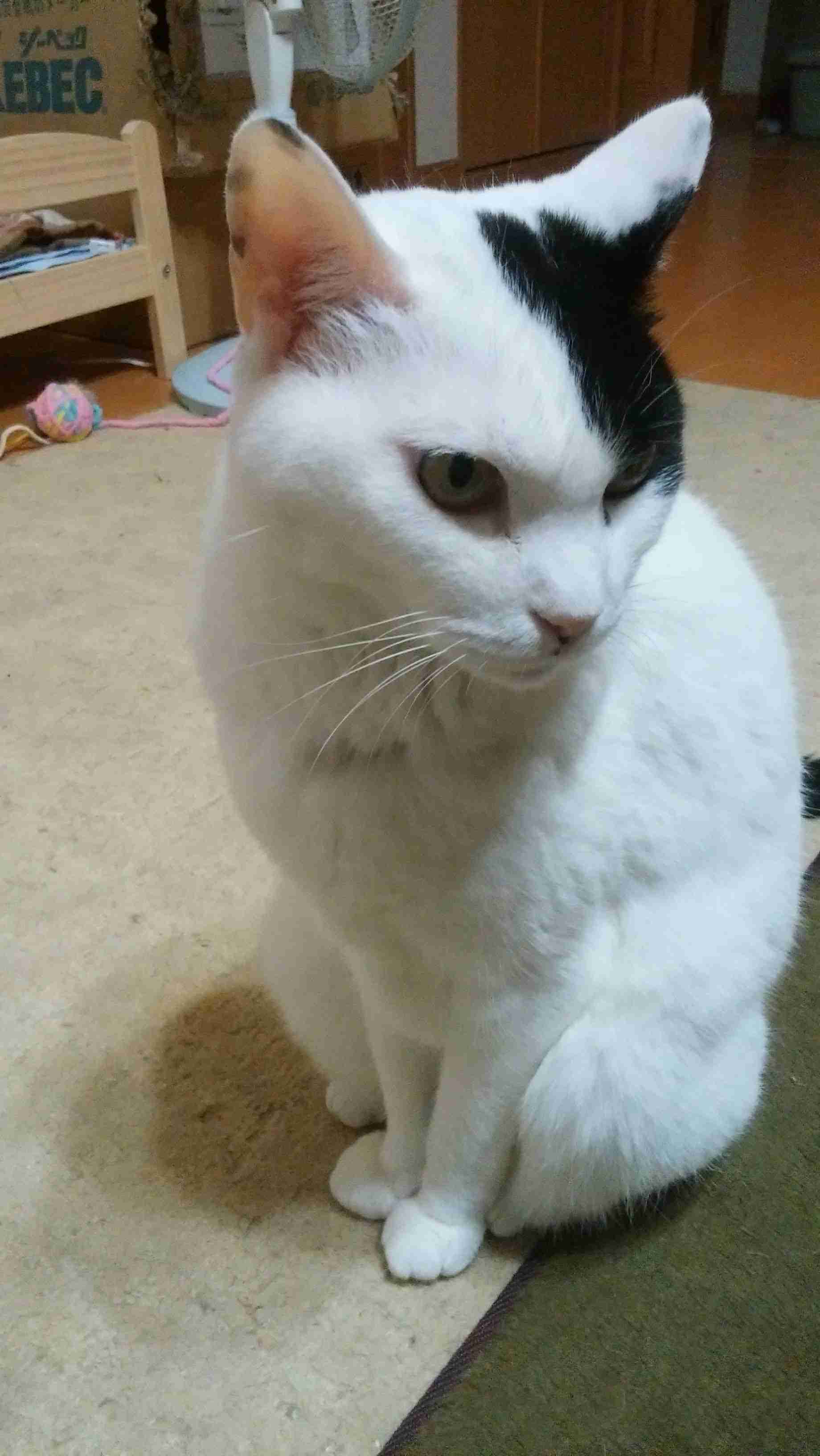 がるちゃん猫カフェ87号店開店しました♫(初めての方も大歓迎♫)