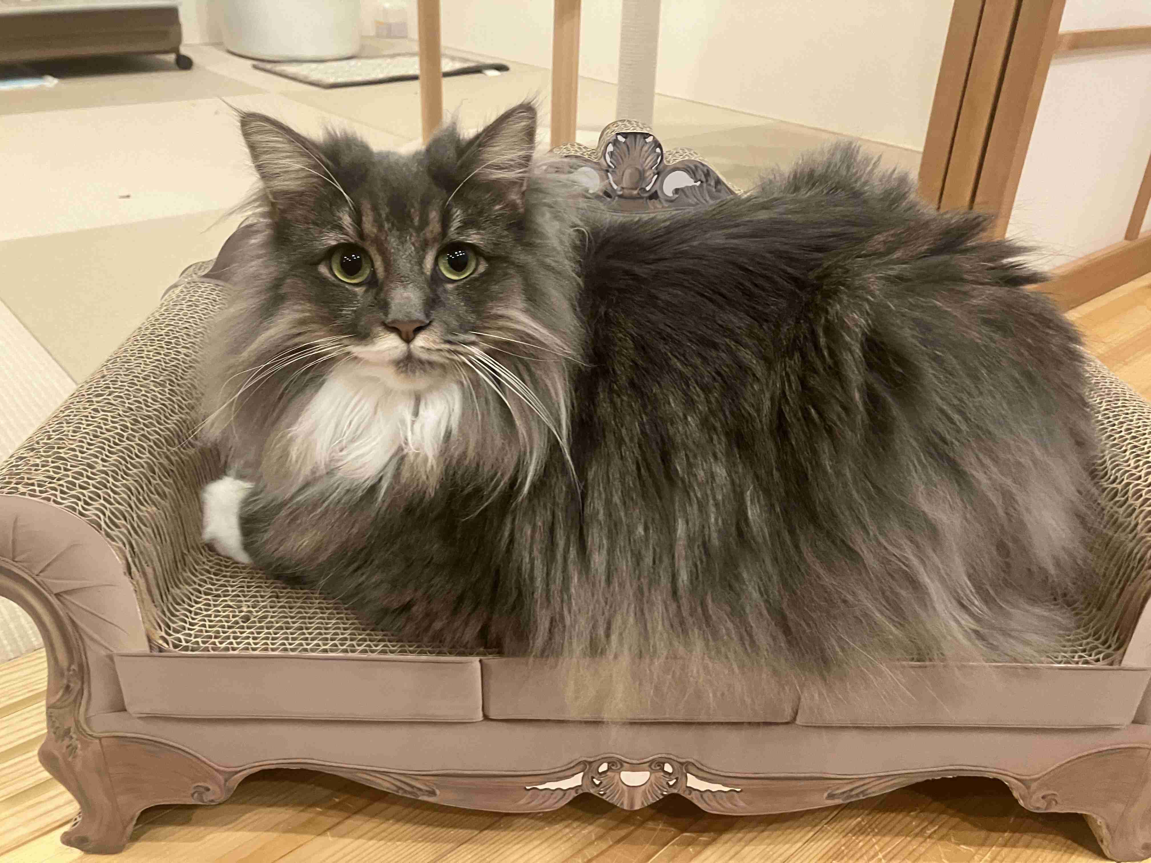 がるちゃん猫カフェ87号店開店しました♫(初めての方も大歓迎♫)