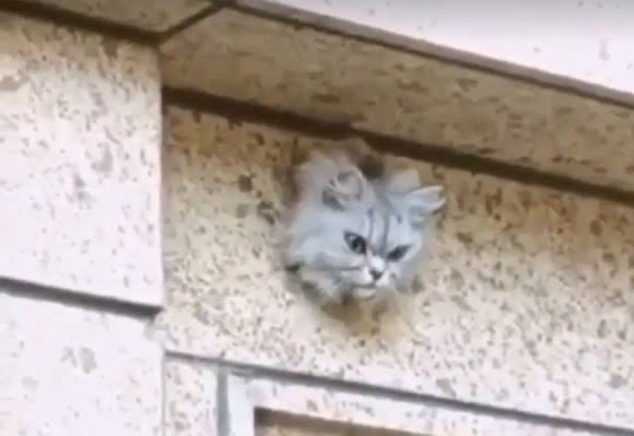 がるちゃん猫カフェ87号店開店しました♫(初めての方も大歓迎♫)
