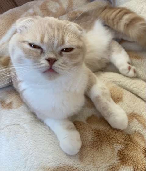 がるちゃん猫カフェ87号店開店しました♫(初めての方も大歓迎♫)