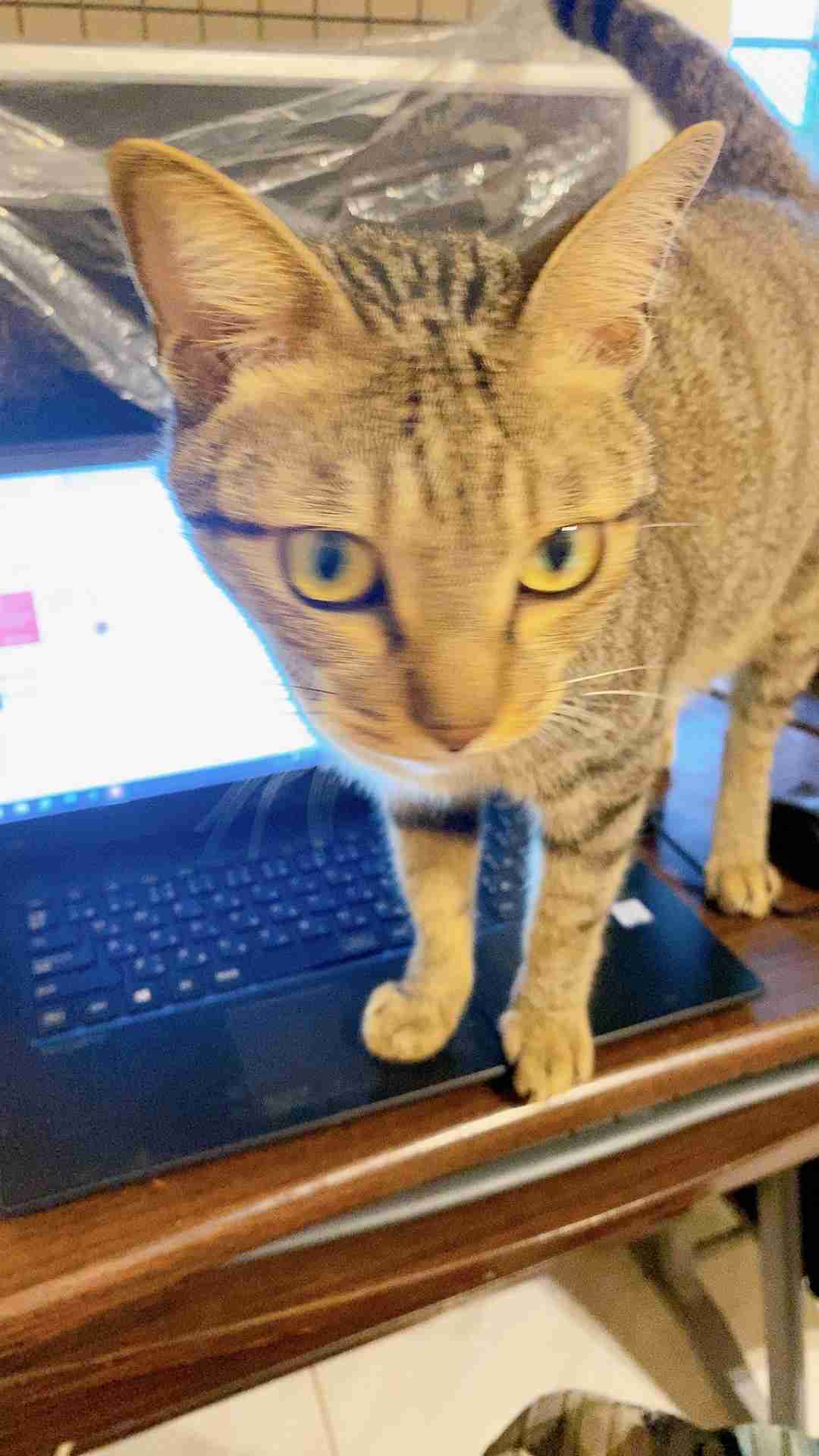 がるちゃん猫カフェ87号店開店しました♫(初めての方も大歓迎♫)