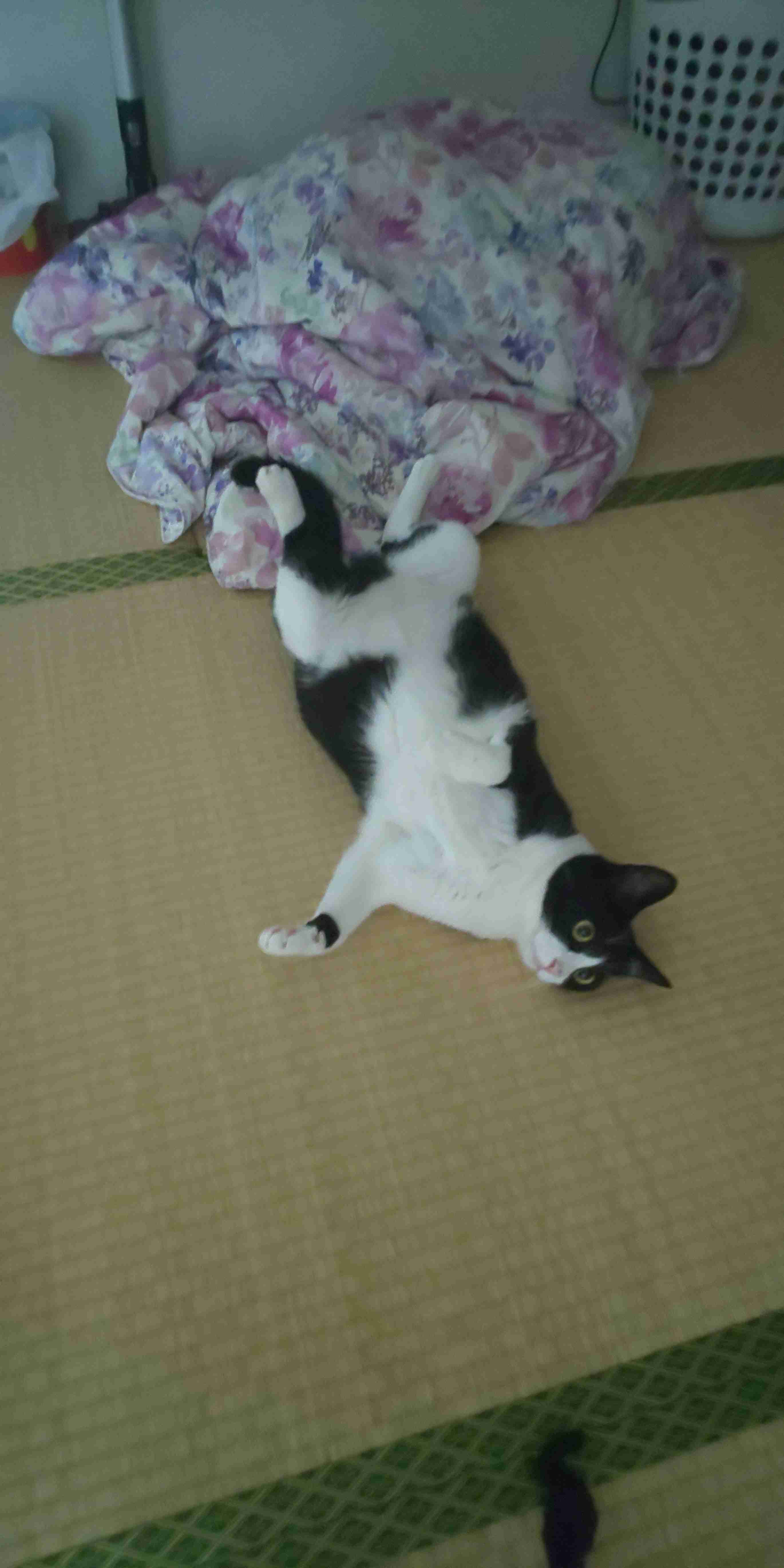 がるちゃん猫カフェ87号店開店しました♫(初めての方も大歓迎♫)