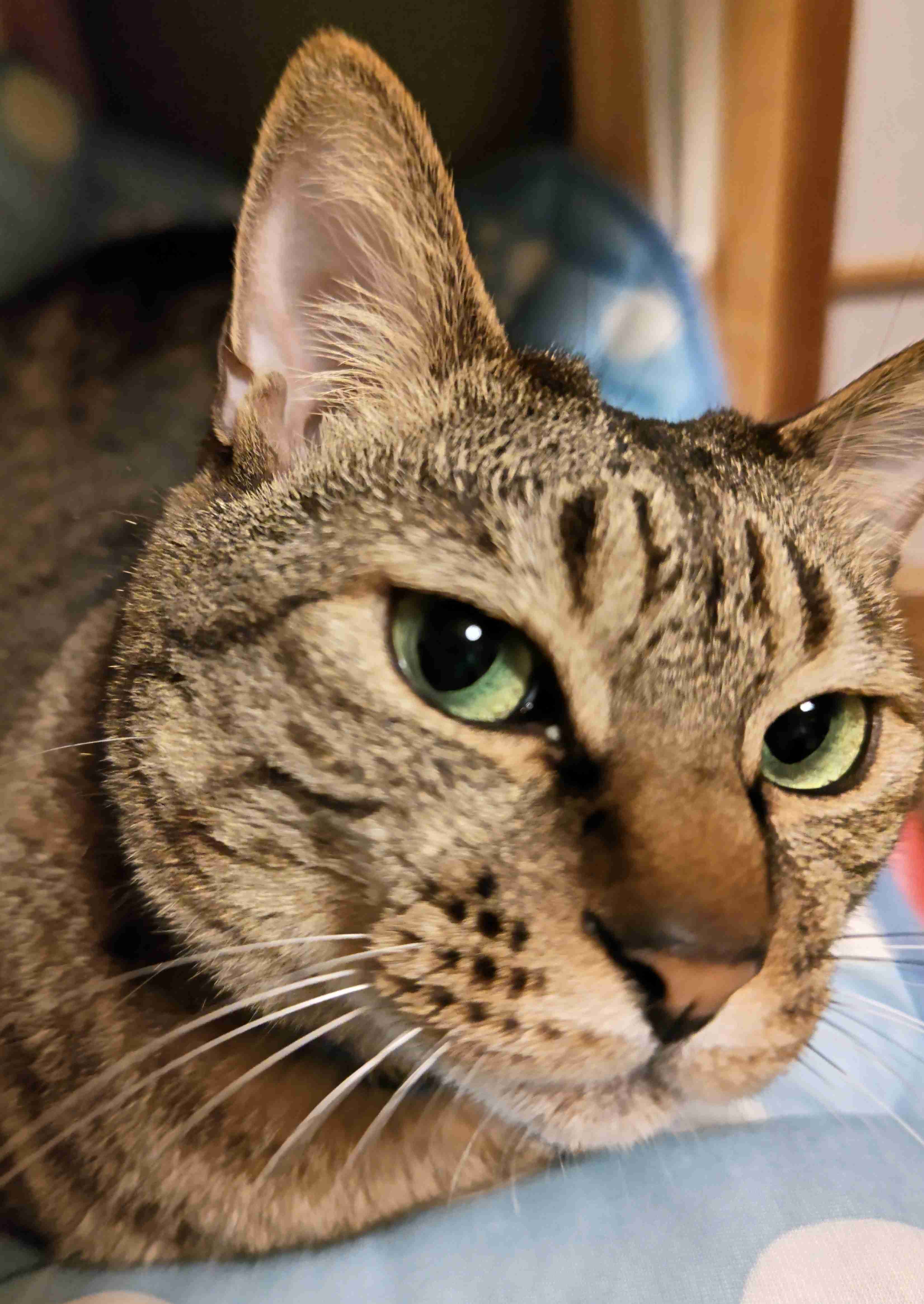 がるちゃん猫カフェ87号店開店しました♫(初めての方も大歓迎♫)