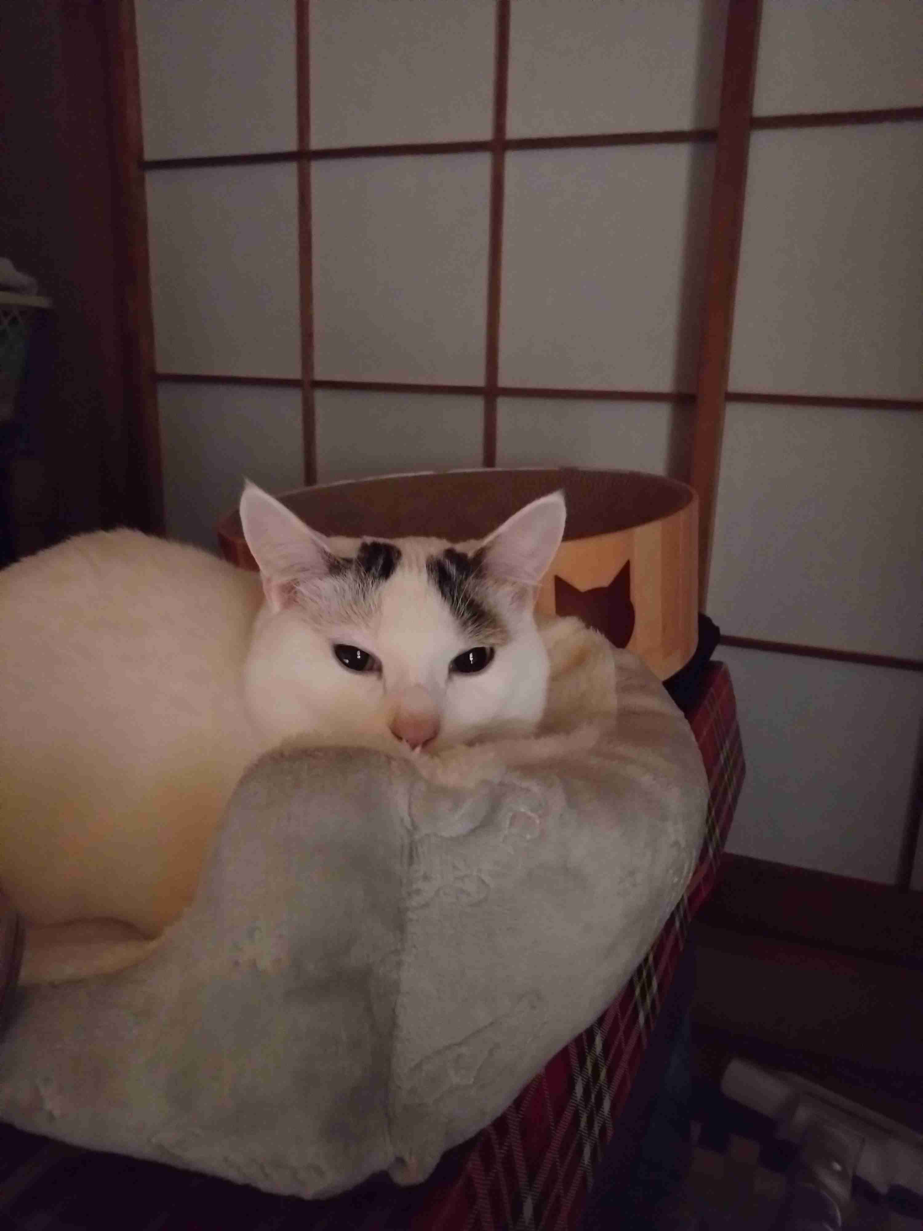 がるちゃん猫カフェ87号店開店しました♫(初めての方も大歓迎♫)