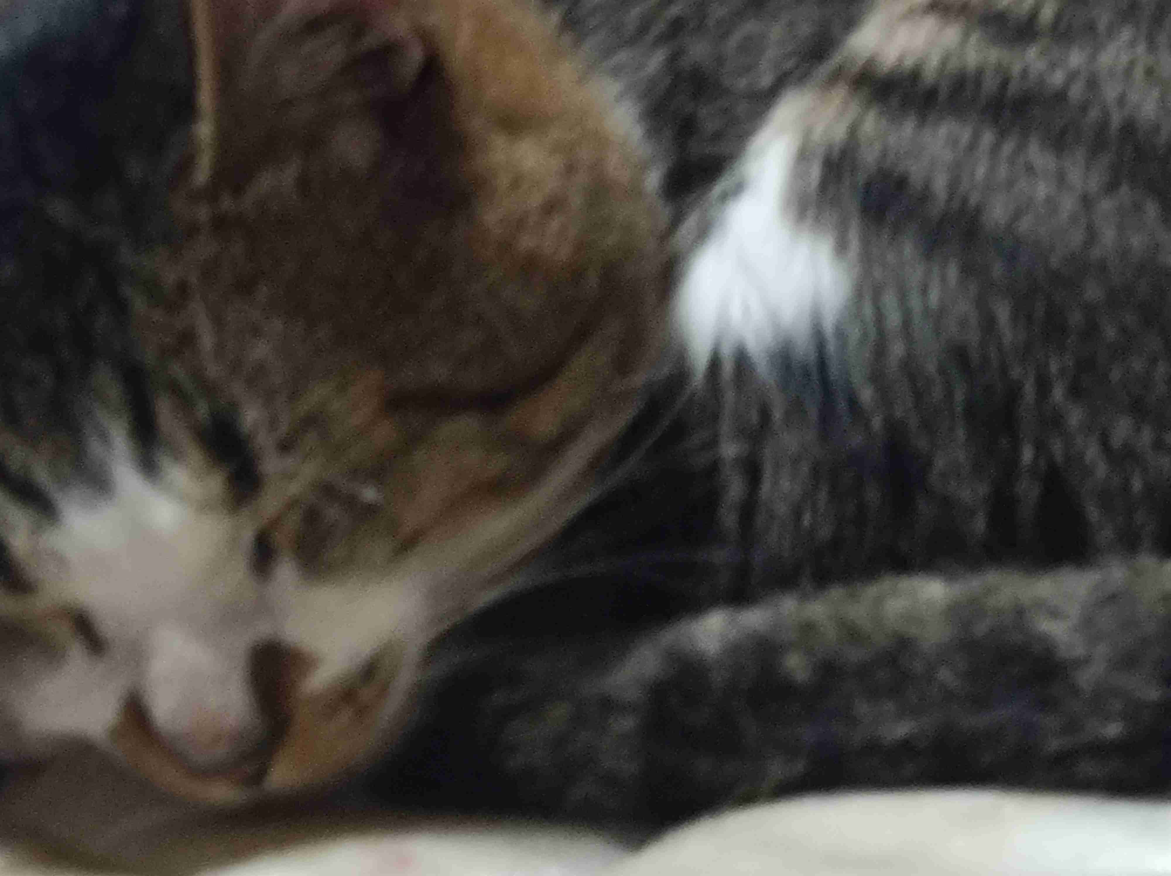 がるちゃん猫カフェ87号店開店しました♫(初めての方も大歓迎♫)