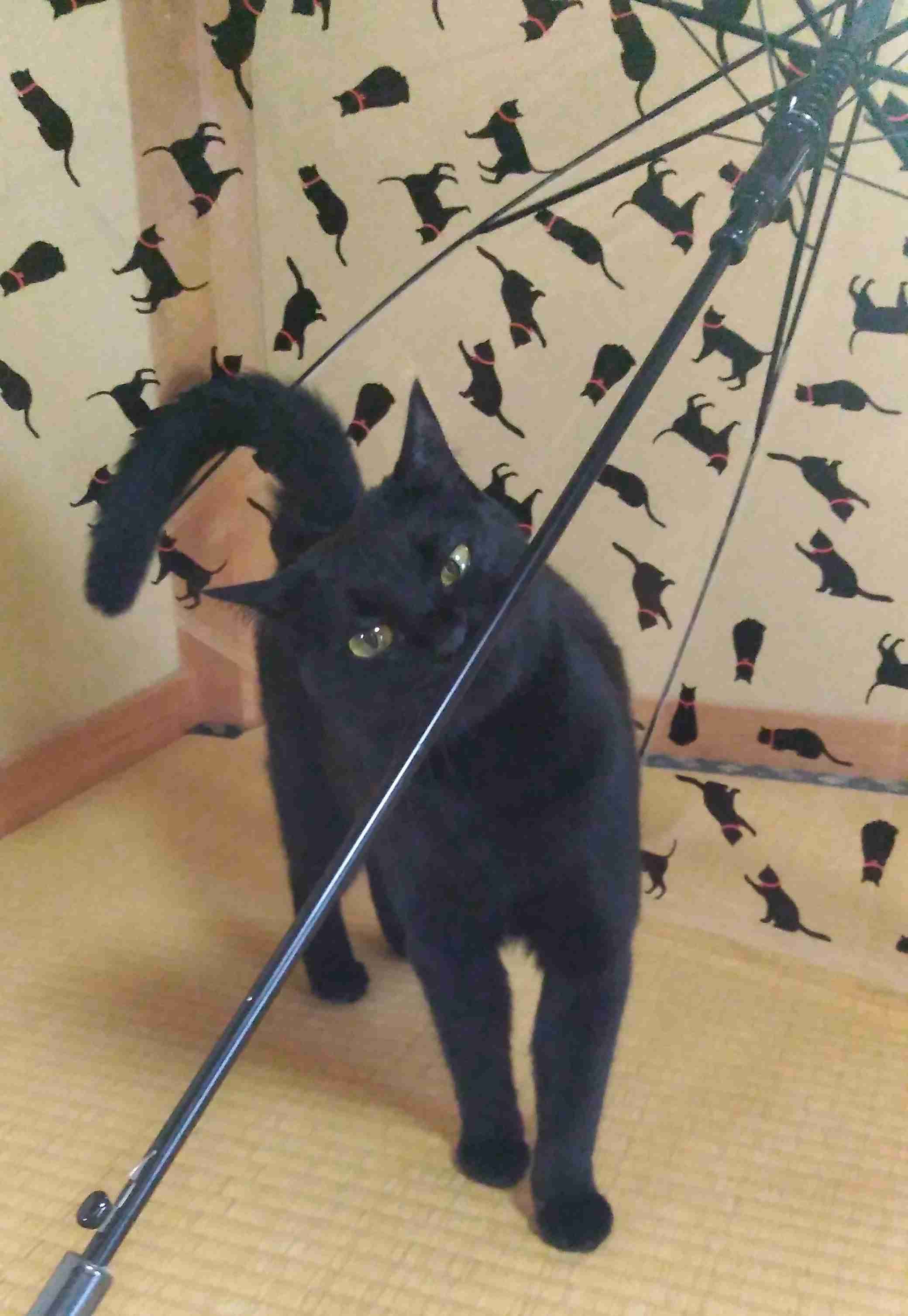 がるちゃん猫カフェ87号店開店しました♫(初めての方も大歓迎♫)