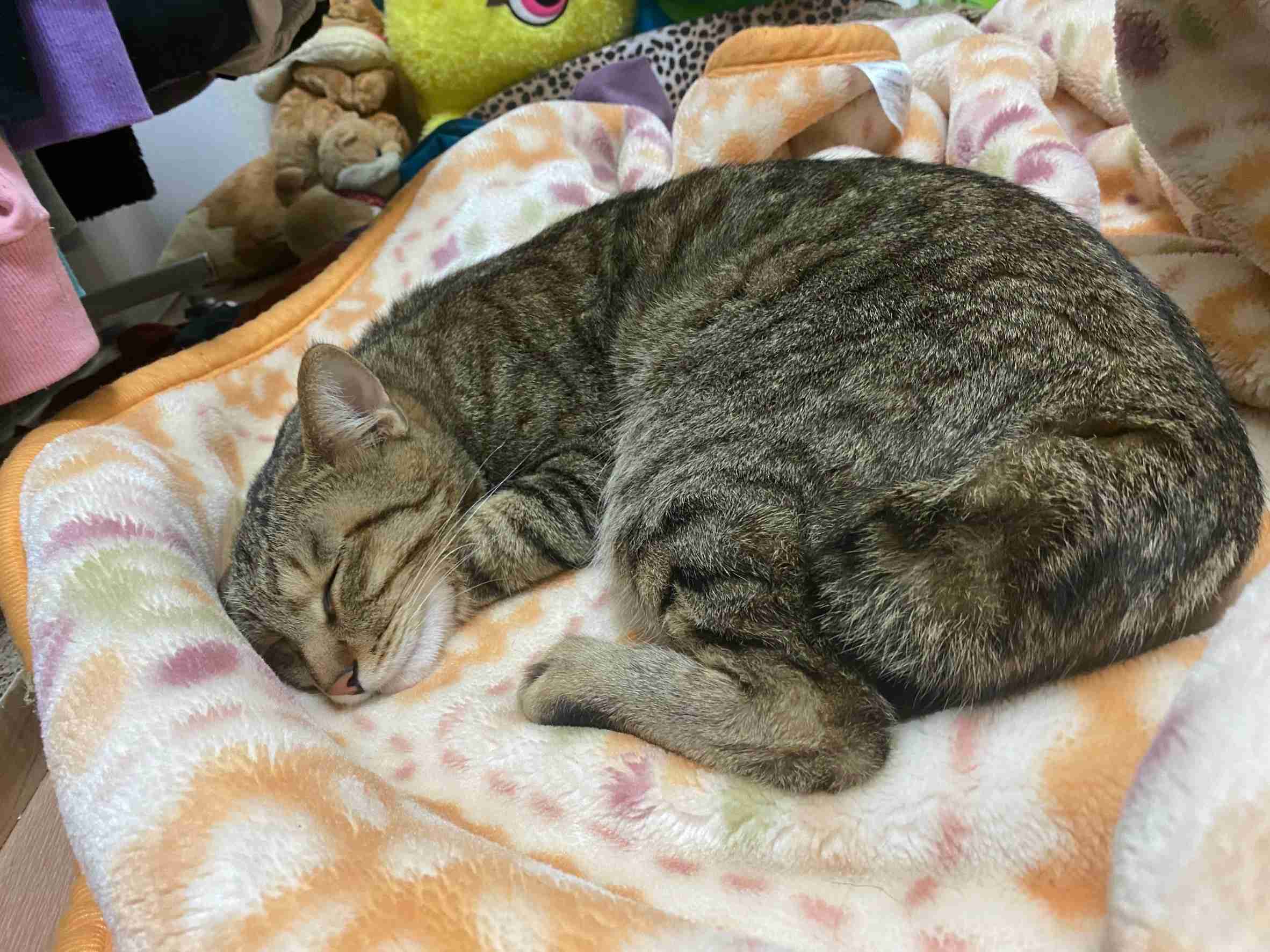 がるちゃん猫カフェ87号店開店しました♫(初めての方も大歓迎♫)