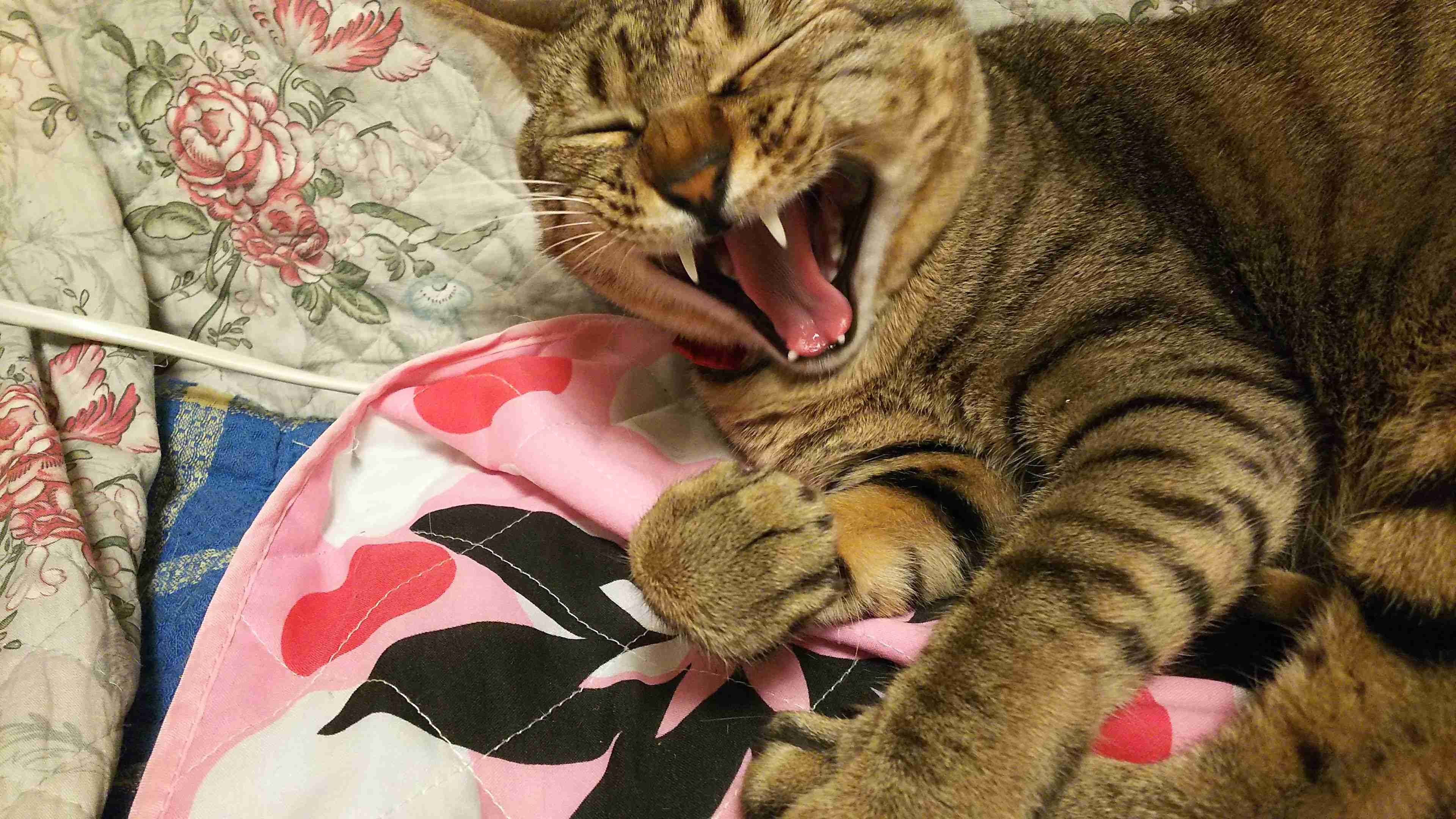 がるちゃん猫カフェ87号店開店しました♫(初めての方も大歓迎♫)
