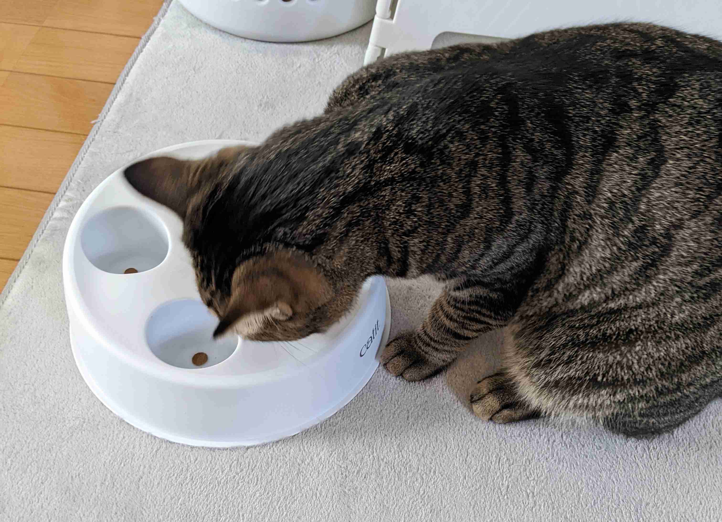 がるちゃん猫カフェ87号店開店しました♫(初めての方も大歓迎♫)