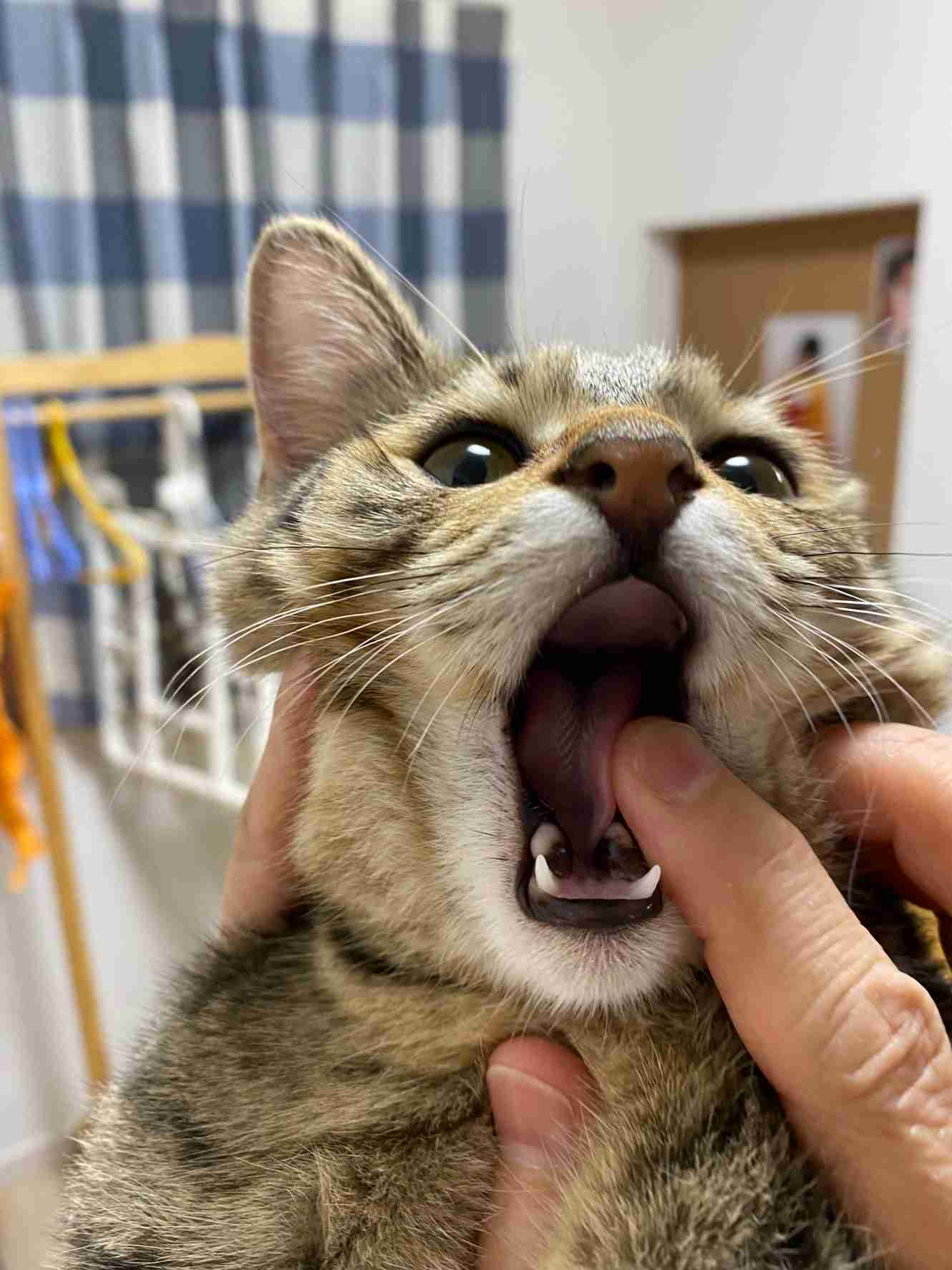がるちゃん猫カフェ87号店開店しました♫(初めての方も大歓迎♫)