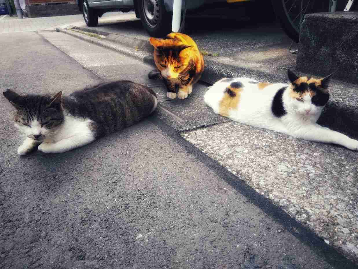 がるちゃん猫カフェ87号店開店しました♫(初めての方も大歓迎♫)