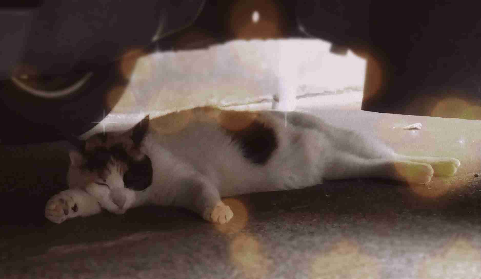 がるちゃん猫カフェ87号店開店しました♫(初めての方も大歓迎♫)