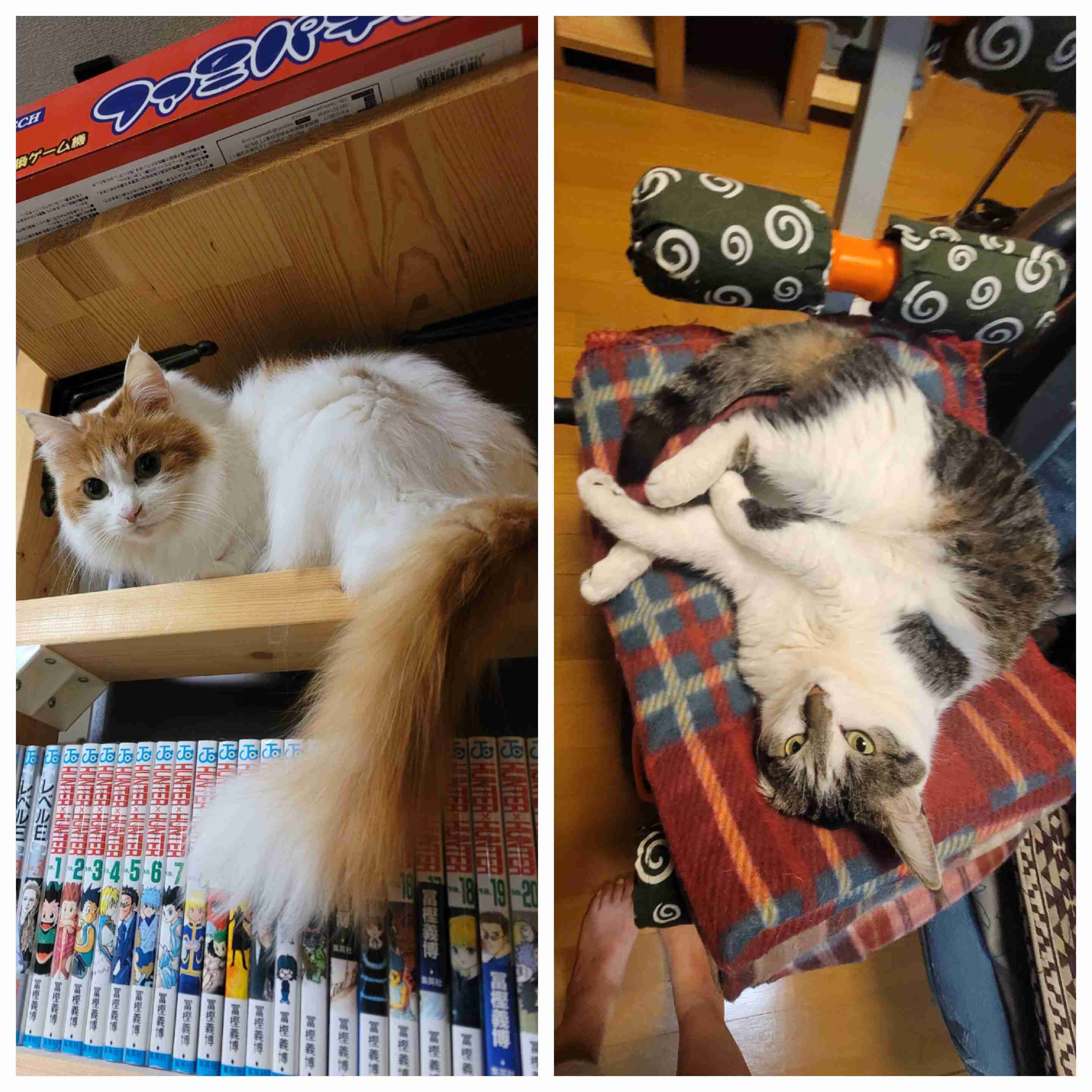 がるちゃん猫カフェ87号店開店しました♫(初めての方も大歓迎♫)