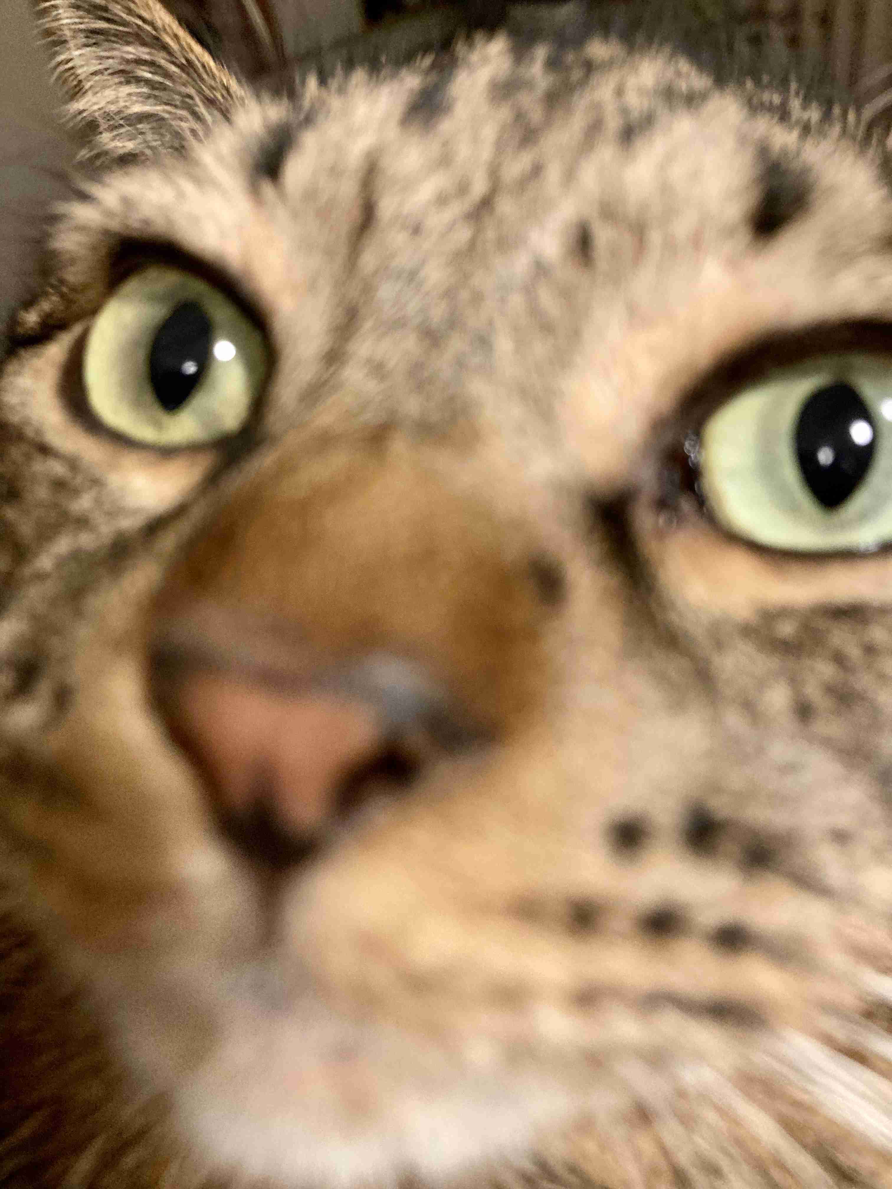 がるちゃん猫カフェ87号店開店しました♫(初めての方も大歓迎♫)