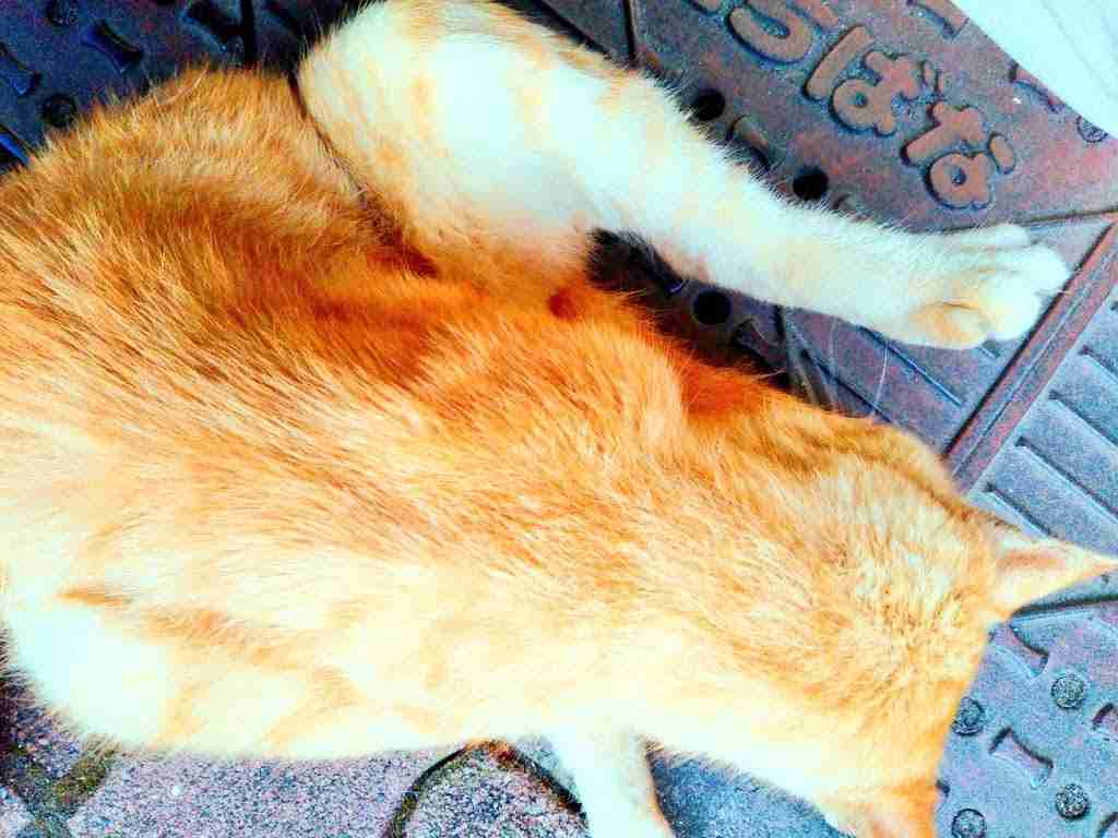 がるちゃん猫カフェ87号店開店しました♫(初めての方も大歓迎♫)