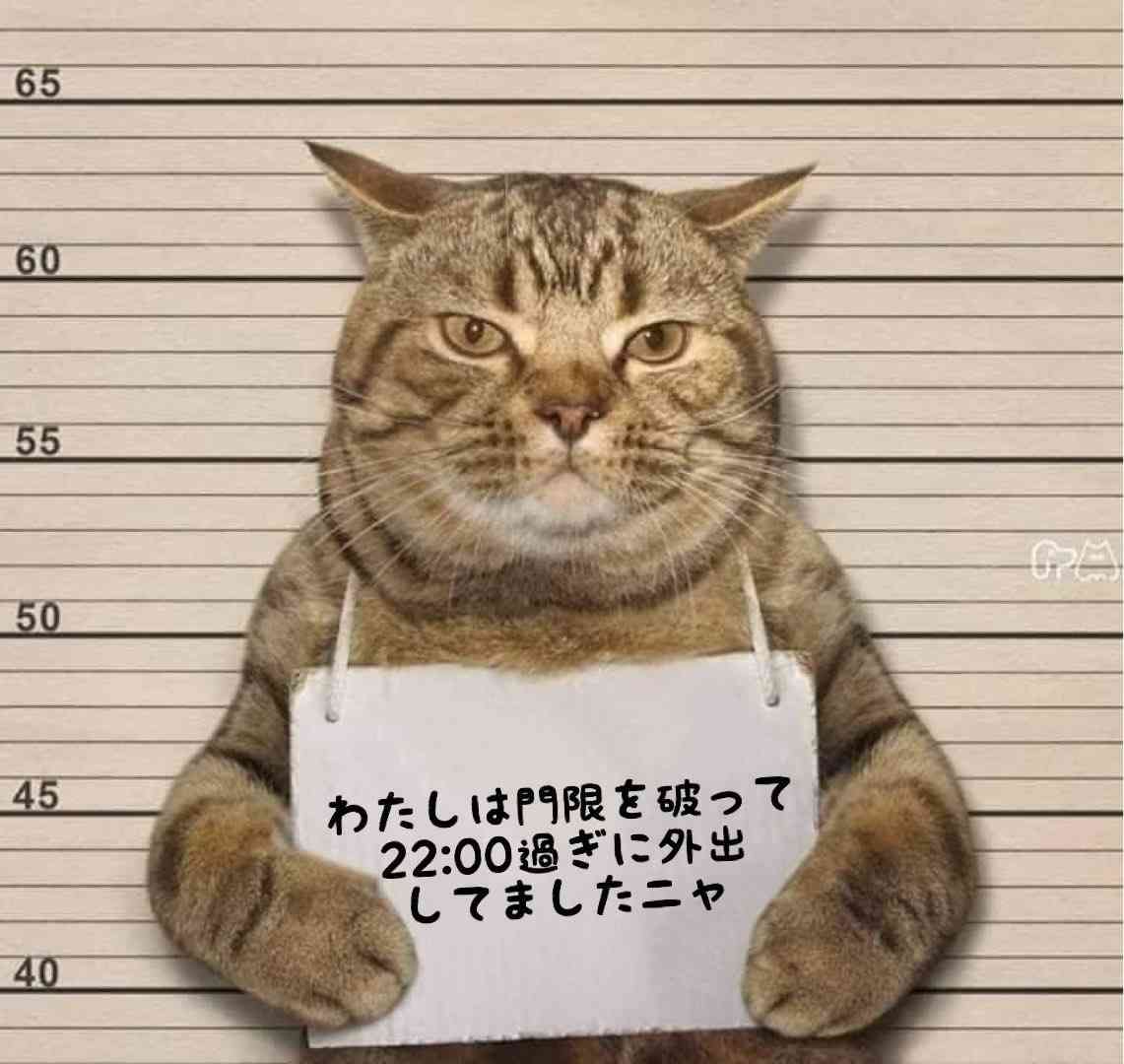 がるちゃん猫カフェ87号店開店しました♫(初めての方も大歓迎♫)