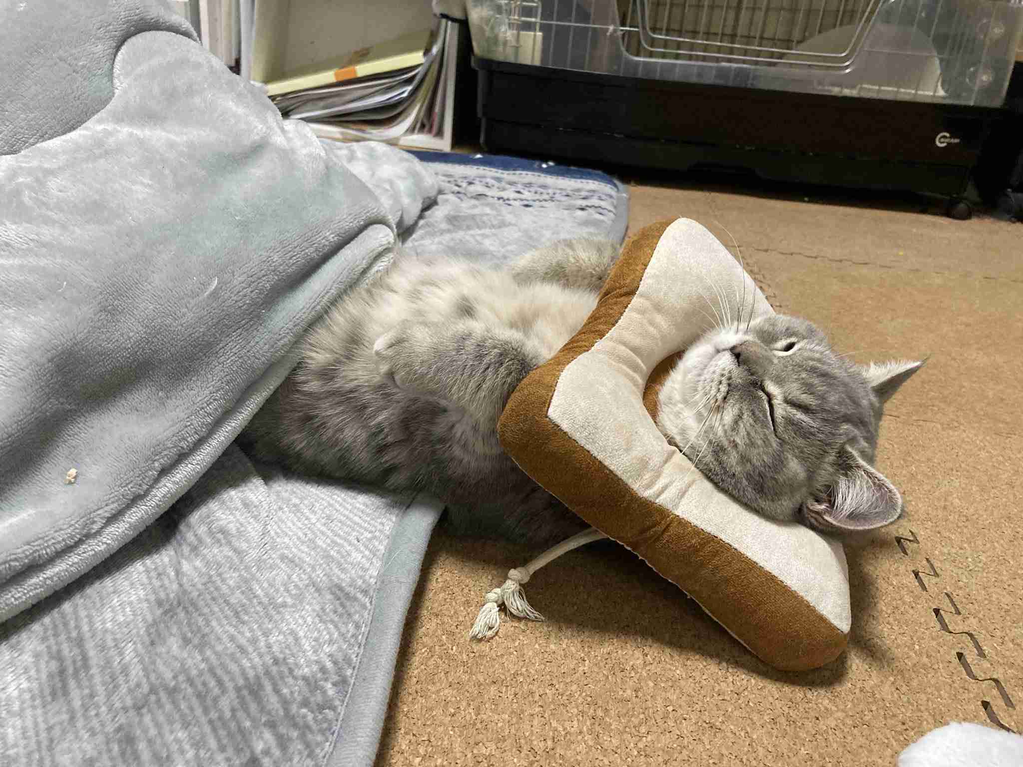 がるちゃん猫カフェ87号店開店しました♫(初めての方も大歓迎♫)