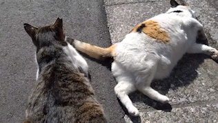 がるちゃん猫カフェ87号店開店しました♫(初めての方も大歓迎♫)