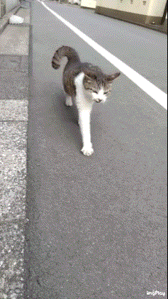 がるちゃん猫カフェ87号店開店しました♫(初めての方も大歓迎♫)