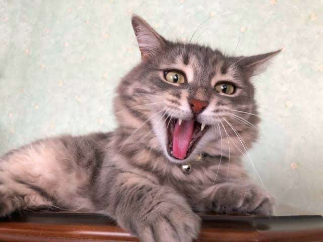 がるちゃん猫カフェ87号店開店しました♫(初めての方も大歓迎♫)