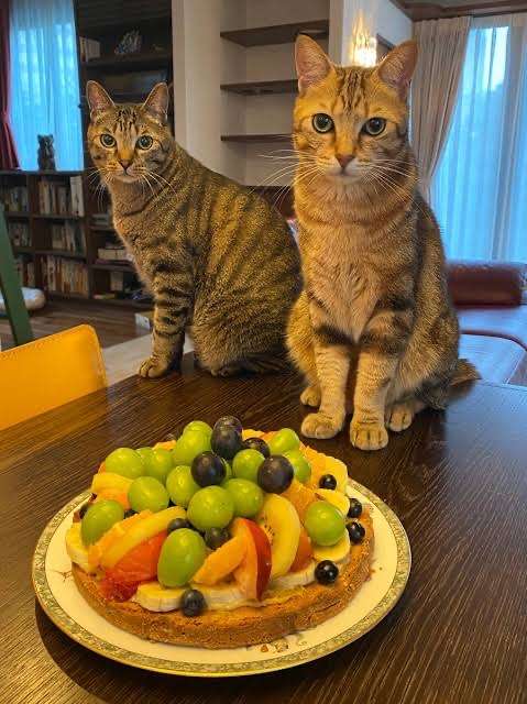 がるちゃん猫カフェ87号店開店しました♫(初めての方も大歓迎♫)