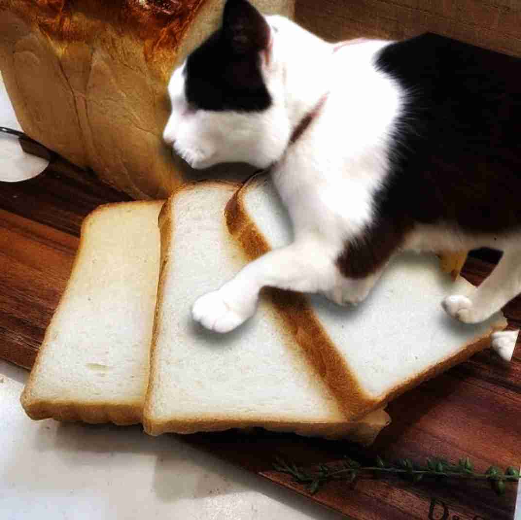 がるちゃん猫カフェ87号店開店しました♫(初めての方も大歓迎♫)
