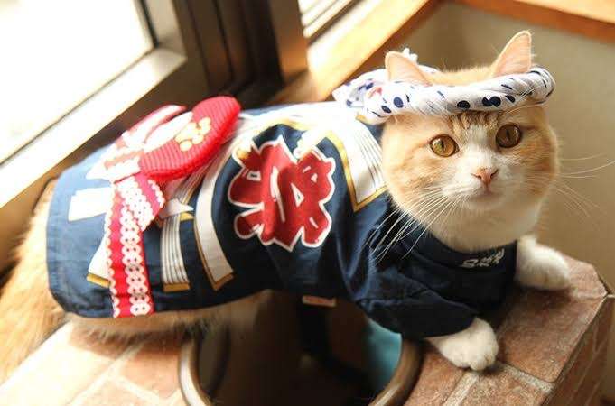 がるちゃん猫カフェ87号店開店しました♫(初めての方も大歓迎♫)