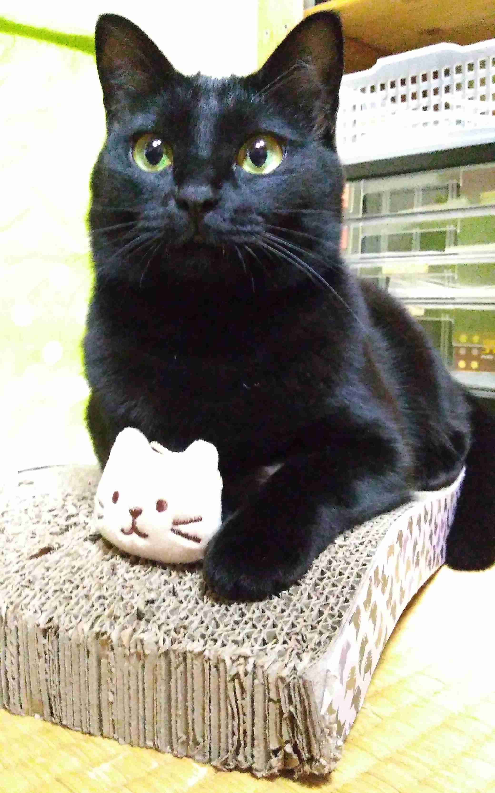 がるちゃん猫カフェ87号店開店しました♫(初めての方も大歓迎♫)