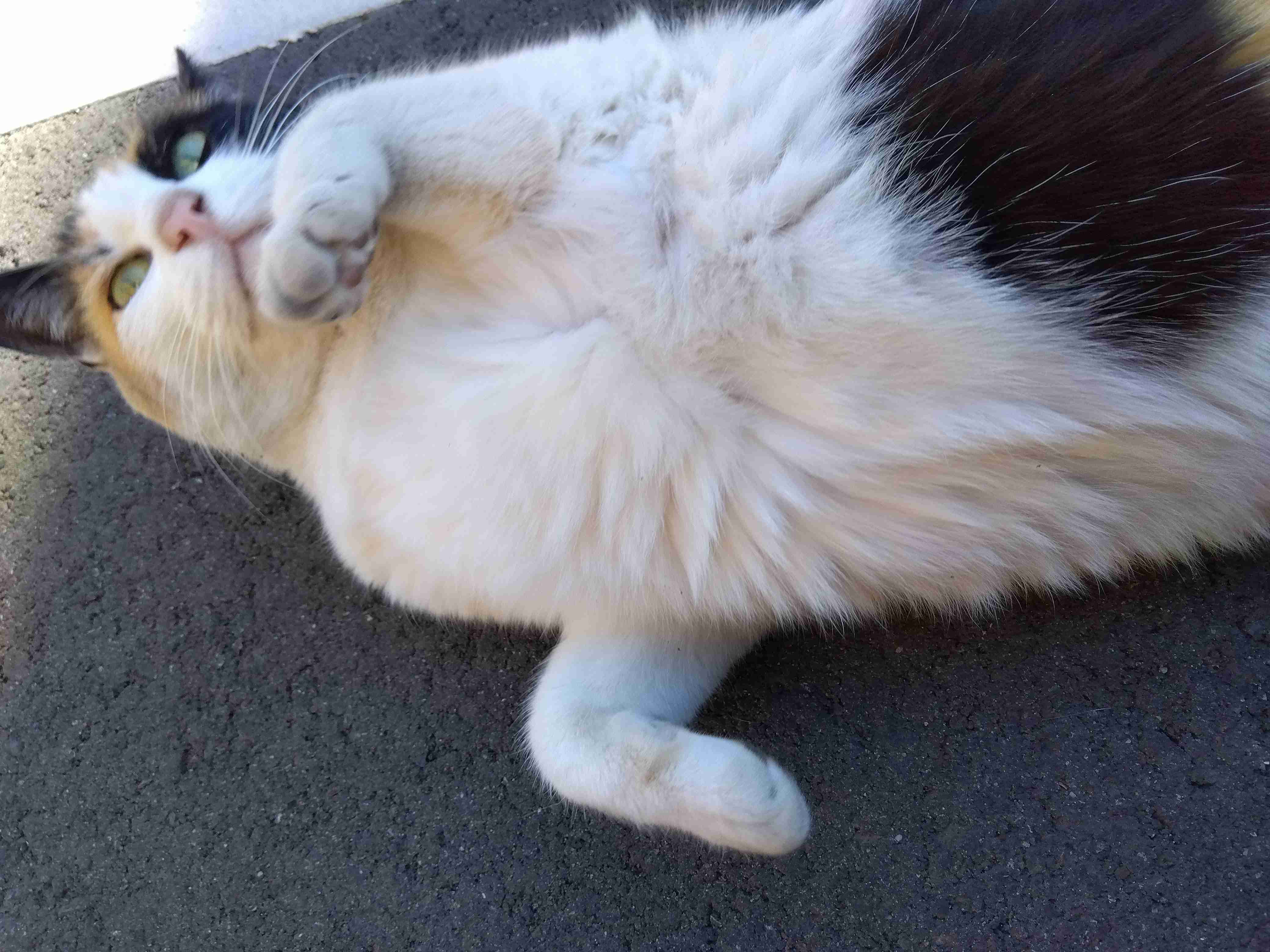 がるちゃん猫カフェ87号店開店しました♫(初めての方も大歓迎♫)