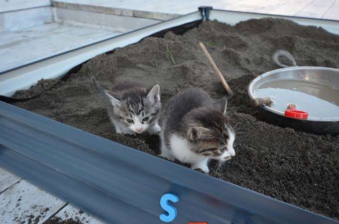 がるちゃん猫カフェ87号店開店しました♫(初めての方も大歓迎♫)