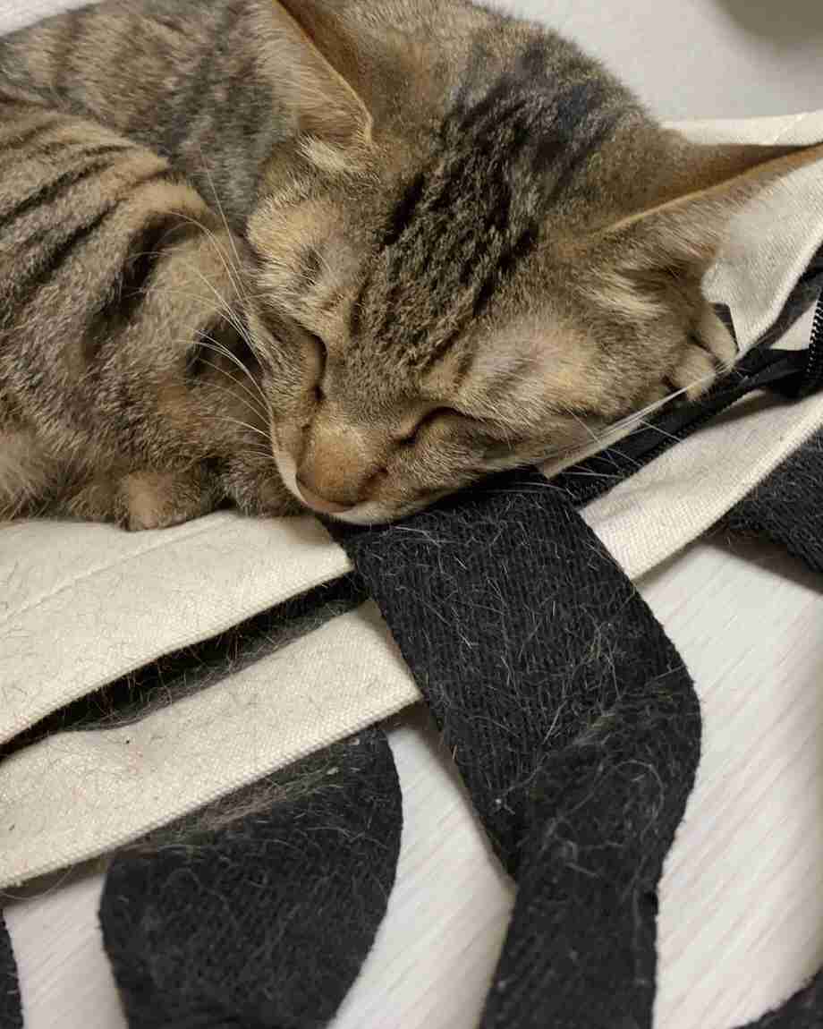 がるちゃん猫カフェ87号店開店しました♫(初めての方も大歓迎♫)