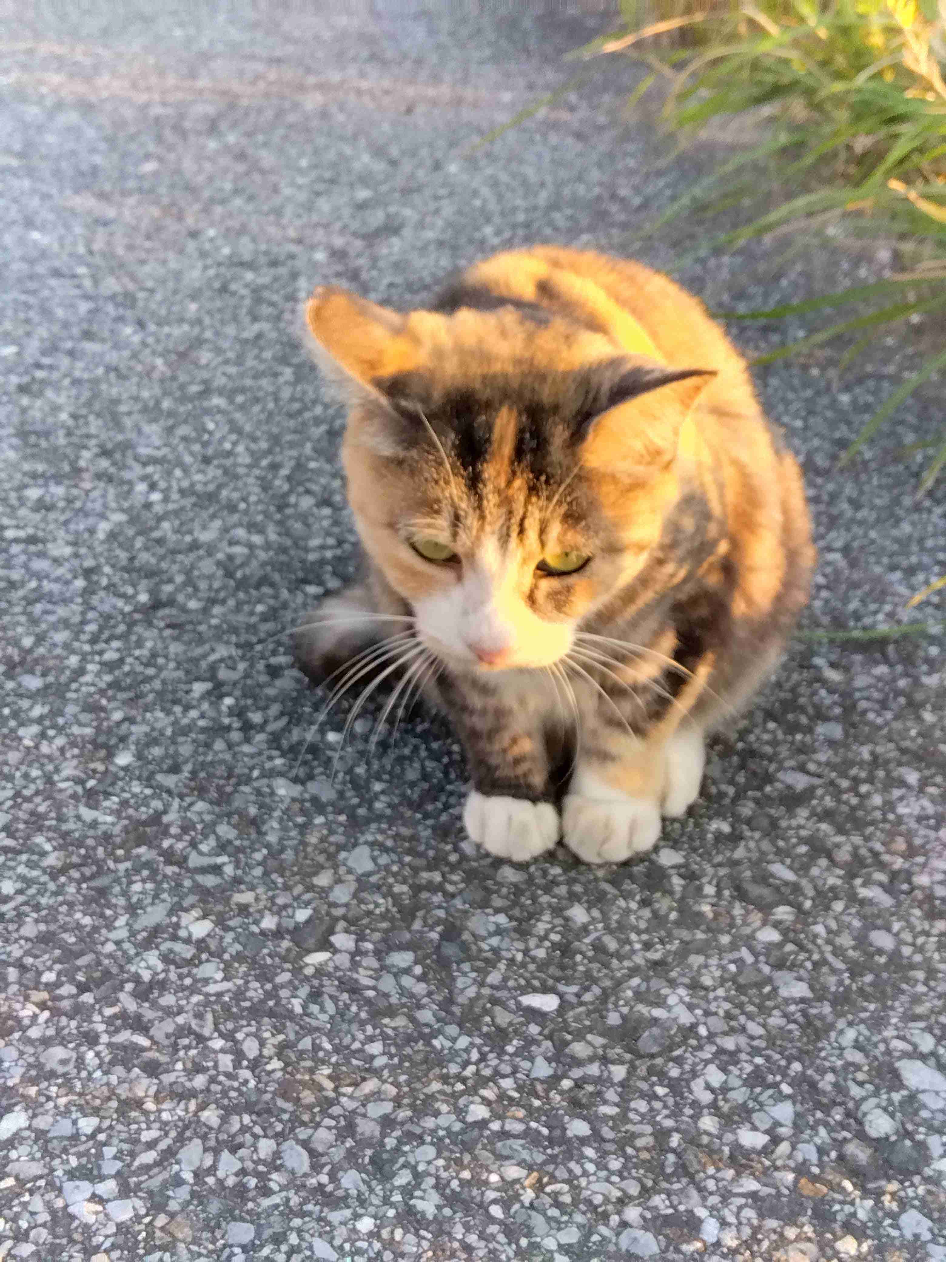 がるちゃん猫カフェ87号店開店しました♫(初めての方も大歓迎♫)