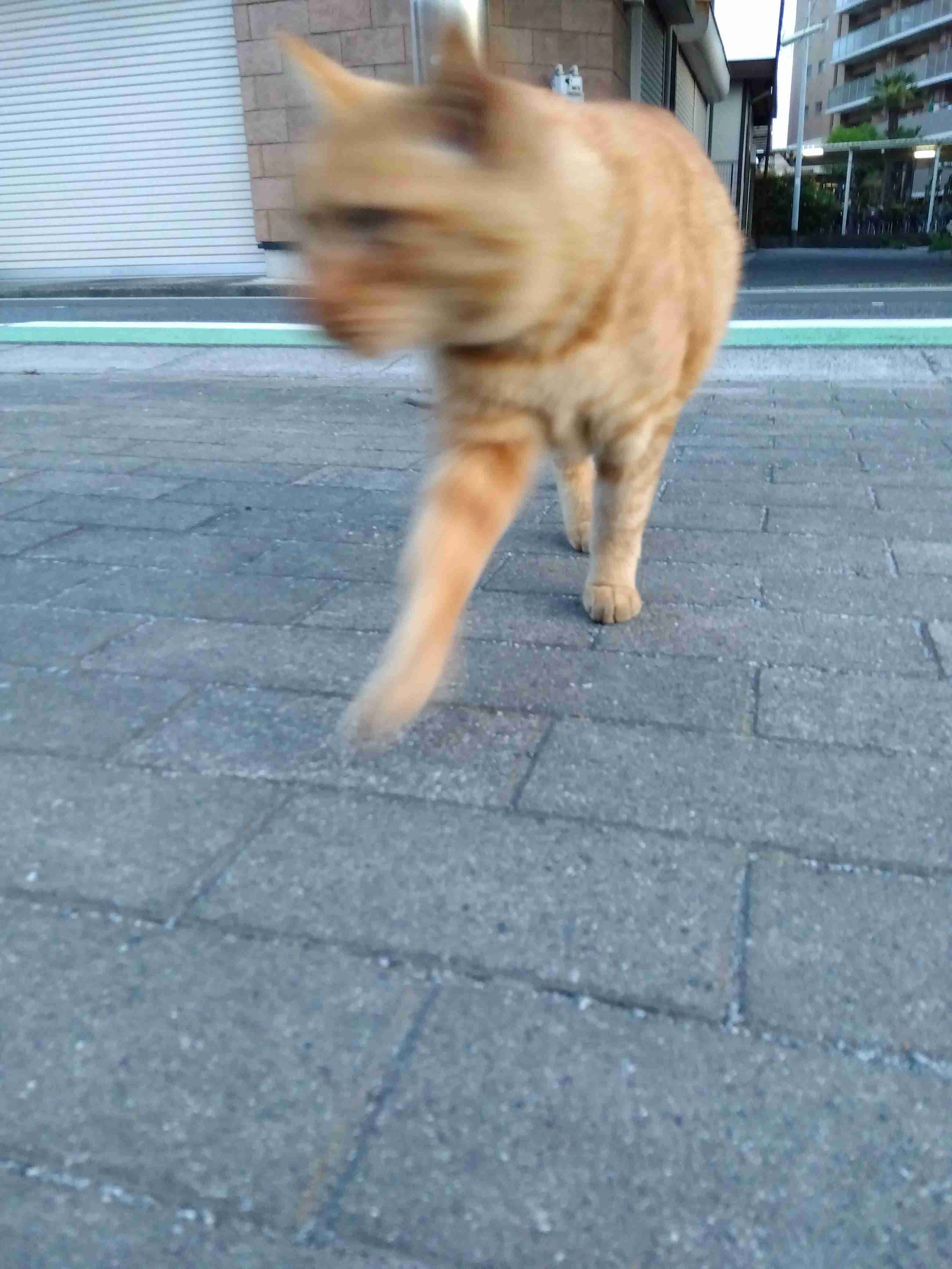 がるちゃん猫カフェ87号店開店しました♫(初めての方も大歓迎♫)