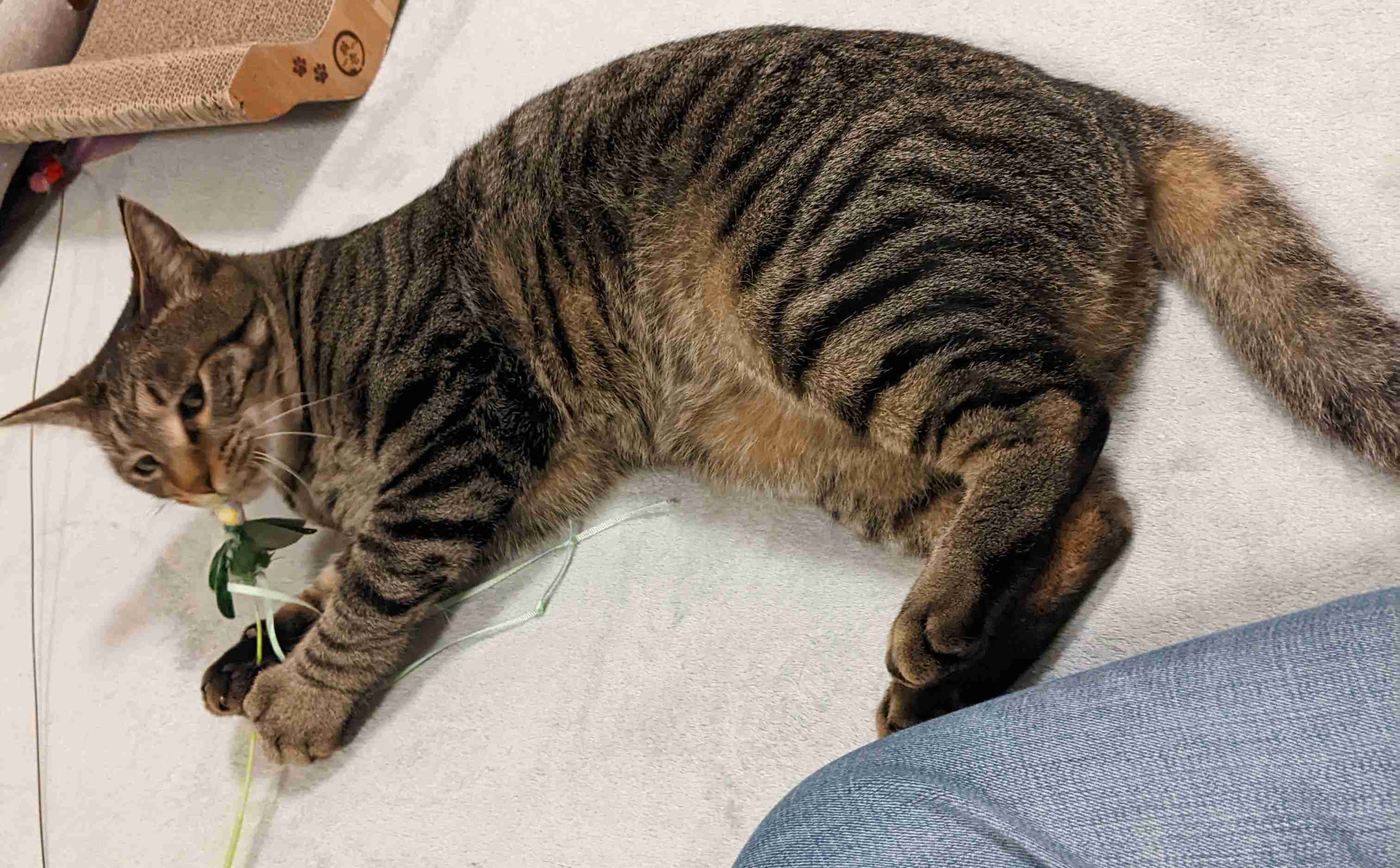 がるちゃん猫カフェ87号店開店しました♫(初めての方も大歓迎♫)