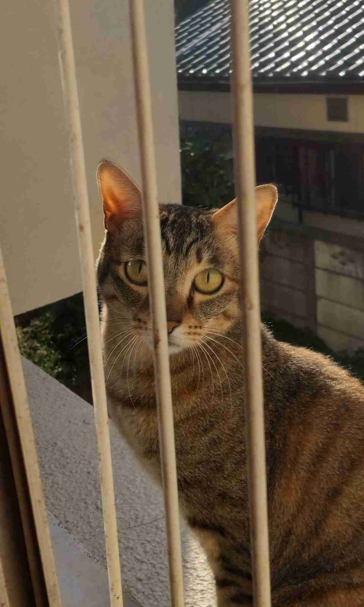 がるちゃん猫カフェ87号店開店しました♫(初めての方も大歓迎♫)
