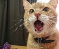 がるちゃん猫カフェ87号店開店しました♫(初めての方も大歓迎♫)