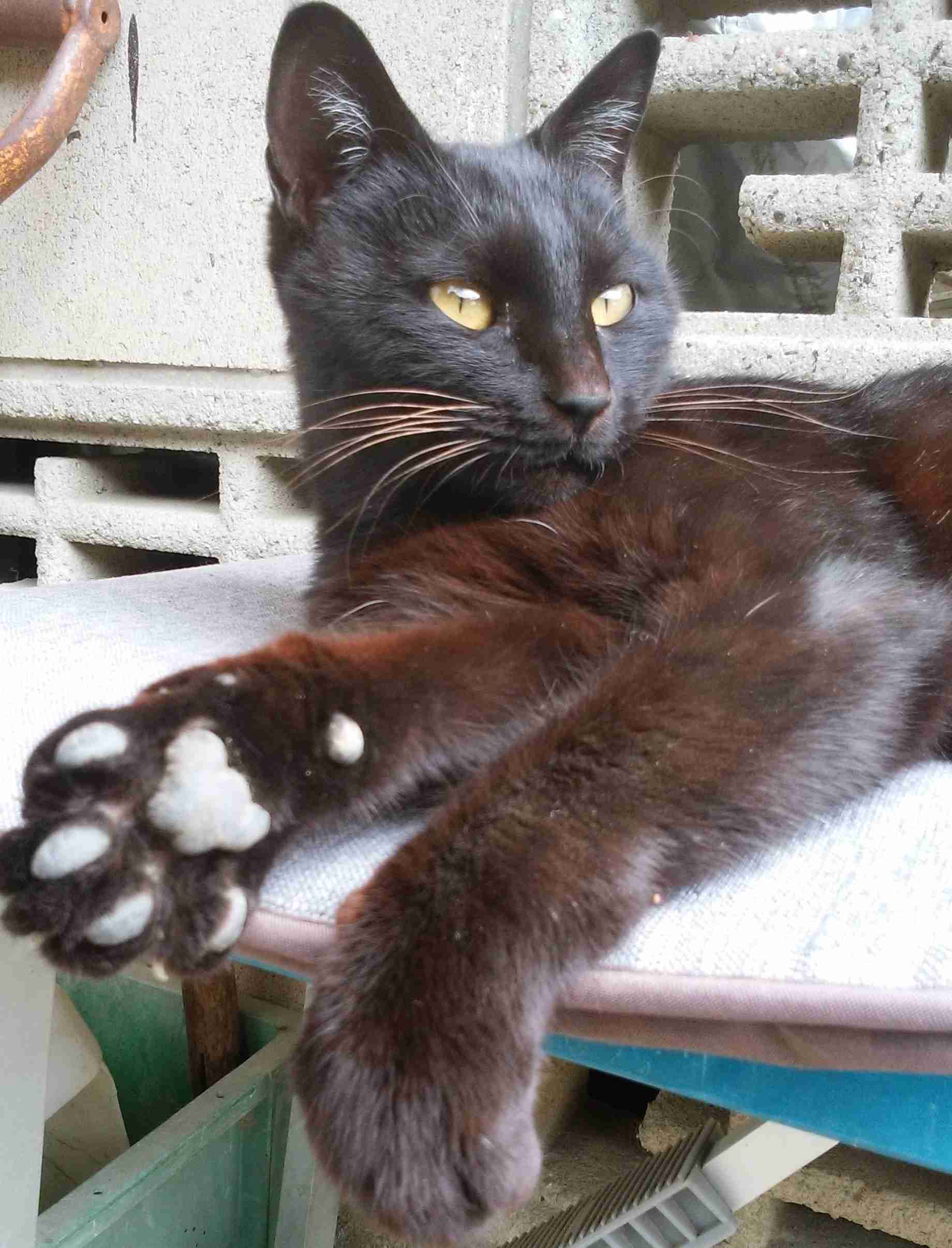 がるちゃん猫カフェ87号店開店しました♫(初めての方も大歓迎♫)