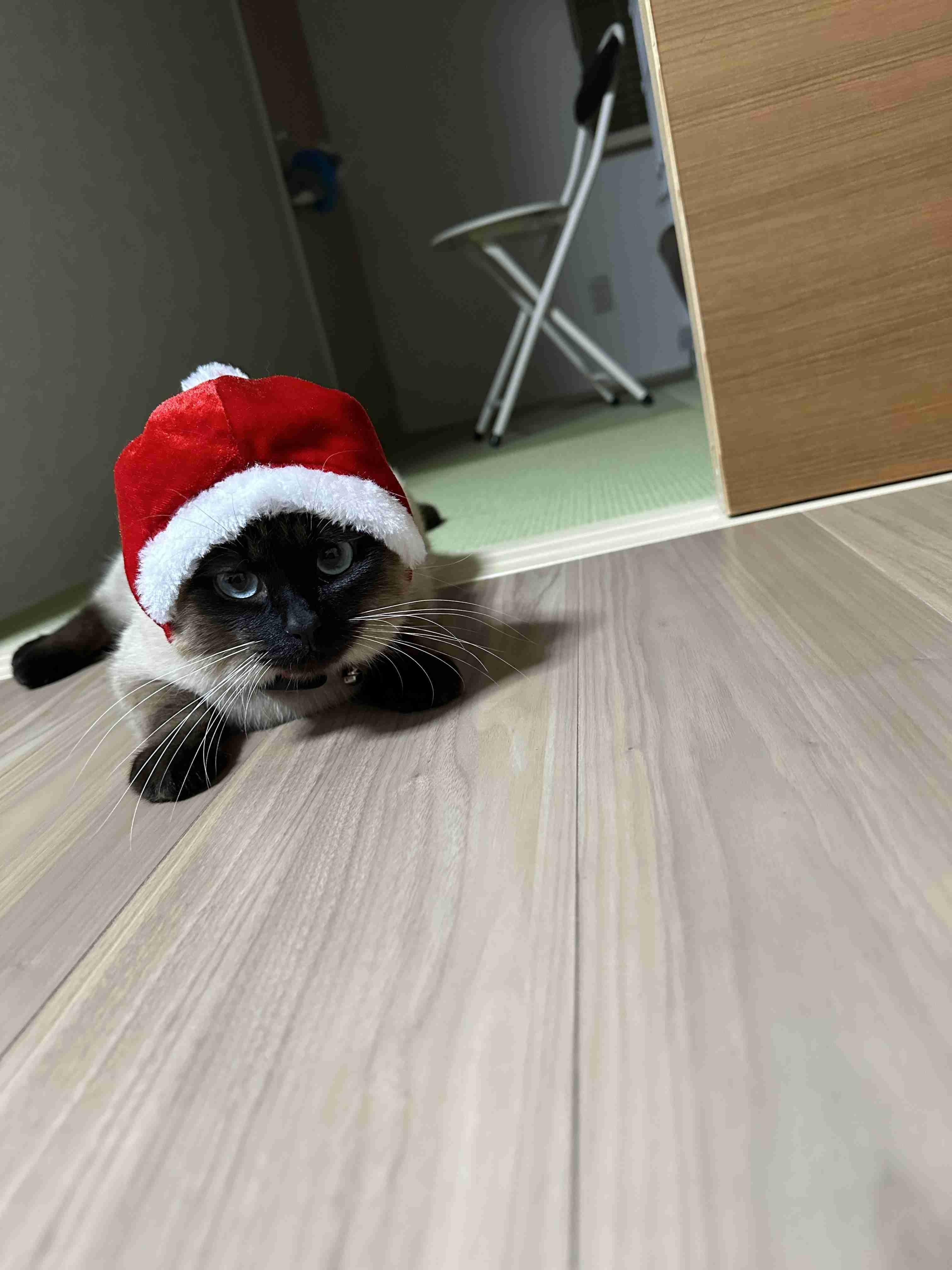がるちゃん猫カフェ87号店開店しました♫(初めての方も大歓迎♫)