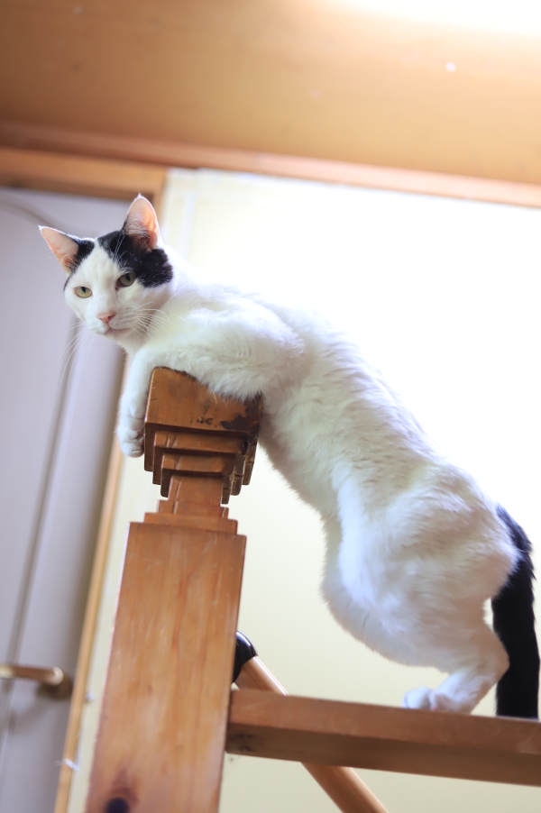 がるちゃん猫カフェ87号店開店しました♫(初めての方も大歓迎♫)
